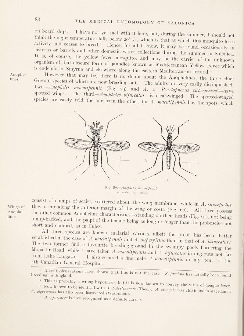 THE MEDICAL ENTOMOLOGY OF SALONICA Anophe- lines Wings of Anophe- lines thin, th Tf * aVC '10t y6t m6t Wlth H here> but’ dunn§ the summer, I should not . the night temperature falls below 20° C„ which is that at which this mosquito loses ac ivi y and ceases to breed.' Hence, for all I know, it may be found occasionally in T, ein%01 banels and other domestic water collections during the summer in Salonica IS, of course the yellow fever mosquito, and may be the carrier of the unknown organism of that obscure form of jaundice known as Mediterranean Yellow Fever which is endemic at Smyrna and elsewhere along the eastern Mediterranean littoral 2 However that may be, there is no doubt about the Anophelines, the three chief Spe;;lef 0f Wh,cb are now breedlng oat- The adults are very easily distinguished. Two-Anopheles macuhpenms (Fig. 59) and A. or Pyretofihorus superpictus^ve spotted wings. The third-Anopheles Ufurcatus-h clear-winged. The spotted-winged species are easi y told the one from the other, for A. maculipennis has the spots, which Fig. 59. Anopheles nuxculipennis a. male; b. female consist of clumps of scales, scattered about the wing membrane, while in A. superpictus they occur along the anterior margin of the wing or costa (Fig. 60). All three oossess the other common Anophelme characteristics-standing on their heads (Fig. 61) nof beTng , tbree ^peCles are known malarial carriers, albeit the proof has been better es a fished in the case of A. maculipennis and A. super,pictus than in that of A. bifurcatus 4 Ihe two former find a favourite breeding-ground in the swampy pools bordering the - onas lr oa , while 1 have taken A. maculipennis and A. bifurcatus in dug-outs not far mm Lake Langaza. I also secured a fine male A. maJipenms in my ten at the 4th Canadian General Hospital. y breedingeirEn0gtndV.ati0nS ’mVe Sh°Wn ‘hiS iS not the case- S- /«<**» has actually been found ! f Pr°b!b'y  ;Vr°ng hyP°thesis’ but * is known to convey the virus of dengue fever Isow known to be identical with A. fialestinensis fThpn 1 a ■ ■ engue leve*. A. algeriensis has also been discovered (Waterston).  ’ Smensts was also found Macedonia. 4 A. bifurcatus is now recognised as a definite carrier.