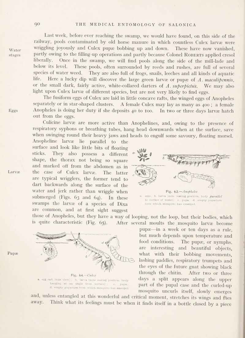 Water stages -Eggs Larvae Pupae Last week, before ever reaching the swamp, we would have found, on this side of the railway, pools contaminated by old horse manure in which countless Culex larvae were wriggling joyously and Culex pupae bobbing up and down. These have now vanished, partly owing to the filling-up operations and partly because Colonel Roberts applied cresol liberally. Once in the swamp, we will find pools along the side of the mill-lade and below its level. These pools, often surrounded by reeds and rushes, are full of several species of water weed. They are also full of frogs, snails, leeches and all kinds of aquatic life. Here a lucky dip will discover the large green larvae or pupae of A. maculipennis, or the small dark, fairly active, white-collared darters of A. superpictus. We may also light upon Culex larvae of different species, but are not very likely to find eggs. The fusiform eggs of Culex are laid in little concave rafts, the winged eggs of Anopheles separately or in star-shaped clusters. A female Culex may lay as many as 400 ; a female Anopheles is doing her duty if she deposits 40 to 100. In two or three days larvae hatch out from the eggs. Culicine larvae are more active than Anophelines, and, owing to the presence of respiratory syphons or breathing tubes, hang head downwards when at the surface, save when swinging round their heavy jaws and Anopheline larvae lie parallel to the surface and look like little bits of floating sticks. They also possess a different shape, the thorax not being so square and marked off from the abdomen as in the case of Culex larvae. The latter are typical wrigglers, the former tend to dart backwards along the surface of the water and jerk rather than wriggle when submerged (Figs. 63 and 64). In these swamps the larvae of a species of Dixa are common, and at first sight suggest heads to engulf some savoury, floating morsel. a. eggs ; b. larva (note resting position, body parallel to surface of water) ; c. pupa : d. empty puparium from which, mosquito has emerged. those of Anopheles, but they have a way of looping, not the loop, but their bodies, which is quite characteristic (Fig. 65). After several moults the mosquito larvae become pupae—in a week or ten days as a rule, but much depends upon temperature and food conditions. The pupae, or nymphs, are interesting and beautiful objects, what with their bobbing movements, lashing paddles, respiratory trumpets and the eyes of the future gnat showing black through the chitin. After two or three days a split appears along the upper part of the pupal case and the curled-up mosquito uncurls itself, slowly emerges and, unless entangled at this wonderful and critical moment, stretches its wings and flies away. Think what its feelings must be when it finds itself in a bottle closed by a piece a, Fig. 64.—Culex raft (side view) ; b, larva (note resting position, body hanging at an angle from surface) ; c. pupa; d. empty puparium from which mosquito has emerged