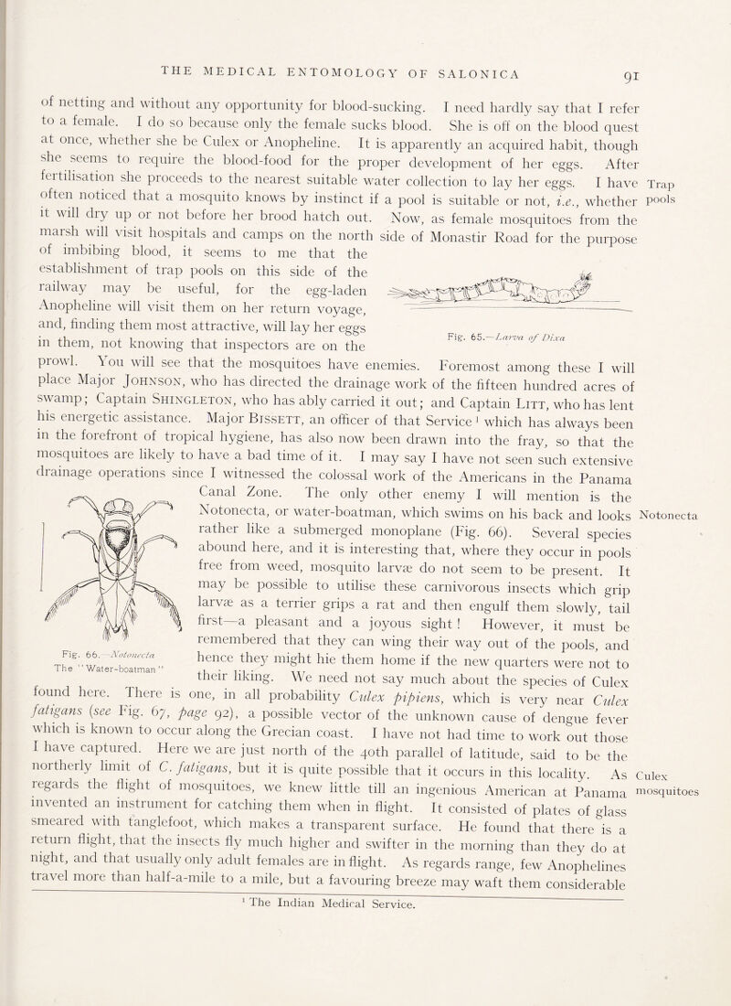 Fig. 65.—Larva 0/ Dixa of netting and without any opportunity for blood-sucking. I need hardly say that I refer to a female. I do so because only the female sucks blood. She is off on the blood quest at once, whether she be Culex or Anopheline. It is apparently an acquired habit, though she seems to require the blood-food for the proper development of her eggs. After fertilisation she proceeds to the nearest suitable water collection to lay her eggs. I have Trap often noticed that a mosquito knows by instinct if a pool is suitable or not, i.e., whether Poo]s it will dry up or not before her brood hatch out. Now, as female mosquitoes from the marsh will visit hospitals and camps on the north side of Monastir Road for the purpose of imbibing blood, it seems to me that the establishment of trap pools on this side of the railway may be useful, for the egg-laden Anopheline will visit them on her return voyage, and, finding them most attractive, will lay her eggs in them, not knowing that inspectors are on the pi owl. You will see that the mosquitoes have enemies. Foremost among these I will place Major Johnson, who has directed the drainage work of the fifteen hundred acres of swamp; Captain Shingleton, who has ably carried it out; and Captain Litt, who has lent his energetic assistance. Major Bjssett, an officer of that Service 1 which has always been in the forefront of tropical hygiene, has also now been drawn into the fray, so that the mosquitoes are likely to have a bad time of it. I may say I have not seen such extensive drainage operations since I witnessed the colossal work of the Americans in the Panama Canal Zone. The only other enemy I will mention is the Notonecta, or water-boatman, which swims on his back and looks Notonecta rather like a submerged monoplane (Fig. 66). Several species abound here, and it is interesting that, where they occur in pools free from weed, mosquito larvae do not seem to be present. It may be possible to utilise these carnivorous insects which grip larvae as a terrier grips a rat and then engulf them slowly, tail first—a pleasant and a joyous sight ! However, it must be remembered that they can wing their way out of the pools, and hence they might hie them home if the new quarters were not to their liking. We need not say much about the species of Culex found heie. There is one, in all probability Culex pipiens, which is very near Culex fatigans (see Fig. 67, page 92), a possible vector of the unknown cause of dengue fever which is known to occur along the Grecian coast. I have not had time to work out those I have captured. Here we are just north of the 40th parallel of latitude, said to be the northerly limit of C. fatigans, but it is quite possible that it occurs in this locality. As Culex regards the flight of mosquitoes, we knew little till an ingenious American at Panama invented an instrument for catching them when in flight. It consisted of plates of glass smeared with tanglefoot, which makes a transparent surface. He found that there is a icturn flight, that the insects fly much higher and swifter in the morning than they do at night, and that usually only adult females are inflight. As regards range, few Anophelines tiavel mote than half-a-mile to a mile, but a favouring breeze may waft them considerable Fig-. 66.—Notonecta The “Water-boatman mosquitoes 1 the Indian Medical Service.
