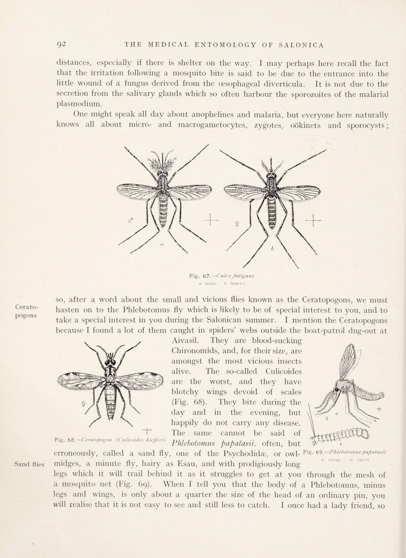 distances, especially if there is shelter on the way. I may perhaps here recall the fact that the irritation following a mosquito bite is said to be due to the entrance into the little wound of a fungus derived from the oesophageal diverticula. It is not due to the secretion from the salivary glands which so often harbour the sporozoites of the malarial plasmodium. One might speak all day about anophelines and malaria, but everyone here naturally knows all about micro- and macrogametocytes, zygotes, ookinets and sporocysts; Fig. 67.—Ctelexfatigatis a. male : b female Cerato- pogons Sand flies so, after a word about the small and vicious flies known as the Ceratopogons, we must hasten on to the Phlebotomus fly which is likely to be of special interest to you, and to take a special interest in you during the Salonican summer. I mention the Ceratopogons because I found a lot of them caught in spiders’ webs outside the boat-patrol dug-out at Aivasil. They are blood-sucking Chironomids, and, for their size, are amongst the most vicious insects alive. The so-called Culicoides are the worst, and they have blotchy wings devoid of scales (Fig. 68). They bite during the day and in the evening, but happily do not carry any disease. The same cannot be said of Fig. 68 —Ceratopogon (Culicoides kiefferi) /, / ? / , , , , •• f Fnlebotomus papatasii, often, but erroneously, called a sand fly, one of the Psychodidae, or owl- Fi?- &9.-Phlebotomuspajmtasii midges, a minute fly, hairy as Esau, and with prodigiously long legs which it will trail behind it as it struggles to get at you through the mesh of a mosquito net (Fig. 69). When I tell you that the body of a Phlebotomus, minus legs and wings, is only about a quarter the size of the head of an ordinary pin, you will realise that it is not easy to see and still less to catch. I once had a lady friend, so