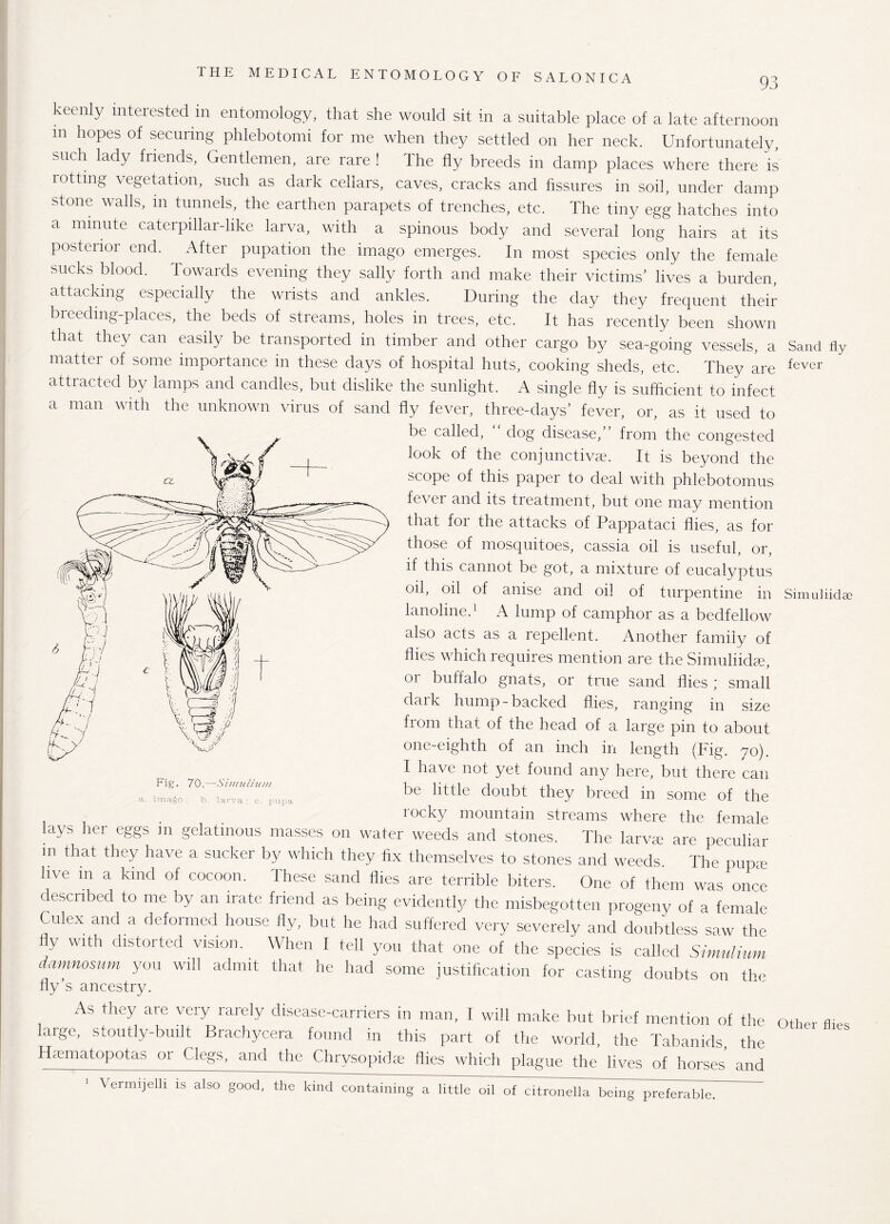 93 keenly interested in entomology, that she would sit in a suitable place of a late afternoon m hopes of securing phlebotomi for me when they settled on her neck. Unfortunately, such lady friends, Gentlemen, are rare ! The fly breeds in damp places where there is lotting vegetation, such as dark cellars, caves, cracks and fissures in soil, under damp stone walls, in tunnels, the earthen parapets of trenches, etc. The tiny egg hatches into a minute caterpillar-like larva, with a spinous body and several long hairs at its posteiior end. After pupation the imago emerges. In most species only the female sucks blood. Towards evening they sally forth and make their victims’ lives a burden, attacking especially the wrists and ankles. During the day they frequent their breeding-places, the beds of streams, holes in trees, etc. It has recently been shown that they can easily be transported m timber and other cargo by sea-going vessels, a Sand fly matter of some importance in these days of hospital huts, cooking sheds, etc. They are fever attracted by lamps and candles, but dislike the sunlight. A single fly is sufficient to infect a man with the unknown virus of sand fly fever, three-days’ fever, or, as it used to be called, dog disease,” from the congested look of the conjunctivas. It is beyond the scope of this paper to deal with phlebotomus fever and its treatment, but one may mention that for the attacks of Pappataci flies, as for those of mosquitoes, cassia oil is useful, or, if this cannot be got, a mixture of eucalyptus oil, oil of anise and oil of turpentine in Simuliidce lanoline.1 A lump of camphor as a bedfellow also acts as a repellent. Another family of flies which requires mention are the Simuliidce, or buffalo gnats, or true sand flies; small dark hump - backed flies, ranging in size from that of the head of a large pin to about one-eighth of an inch in length (Fig. 70). I have not yet found any here, but there can be little doubt they breed in some of the 1 ocky mountain streams where the female lays her eggs in gelatinous masses on water weeds and stones. The larvae are peculiar in that they have a sucker by which they fix themselves to stones and weeds. The pupa? live m a kind of cocoon. These sand flies are terrible biters. One of them was once described to me by an irate friend as being evidently the misbegotten progeny of a female Culex and a deformed house fly, but he had suffered very severely and doubtless saw the fly with distorted vision. When I tell you that one of the species is called SimuUum damnosum you will admit that he had some justification for casting doubts on the fly’s ancestry. As they are very rarely disease-carriers in man, 1 will make but brief mention of the other fl.es large, stoutly-built Brachycera found in this part of the world, the Tabanids the Haematopotas or Clegs, and the Chrvsopidie flies which plague the lives of horses’ and Vermijelli is also good, the kind containing a little oil of citronella being preferable. Fig. 70.—Simulimu a. imago; b. larva; c. pupa