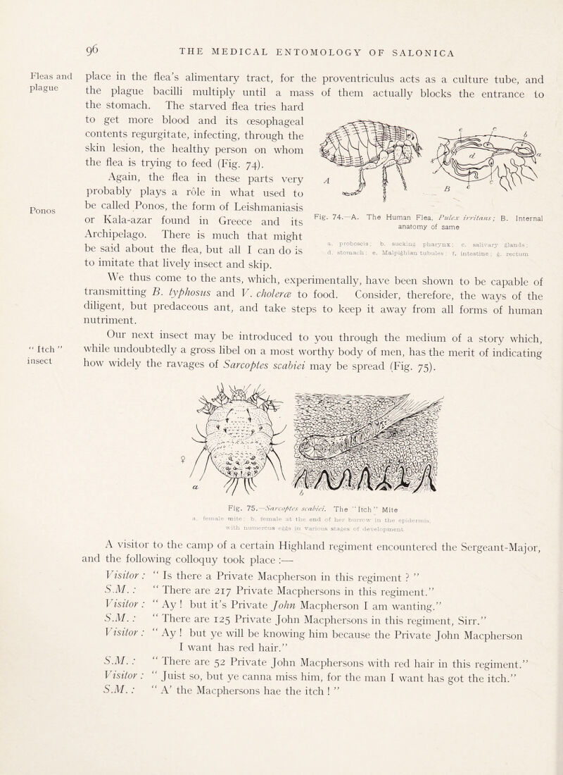 Fleas and plague Ponos “ Itch ” insect place in the flea’s alimentary tract, for the proventriculus acts as a culture tube, and the plague bacilli multiply until a mass of them actually blocks the entrance to the stomach. The starved flea tries hard to get more blood and its oesophageal contents regurgitate, infecting, through the skin lesion, the healthy person on whom the flea is trying to feed (Fig. 74). Again, the flea in these parts very probably plays a role in what used to be called Ponos, the form of Leishmaniasis or Kala-azar found in Greece and its Archipelago. There is much that might be said about the flea, but all I can do is to imitate that lively insect and skip. \\ e thus come to the ants, which, experimentally, have been shown to be capable of tiansmitting B. typhosus and 1 . cholercB to food. Consider, therefore, the ways of the diligent, but predaceous ant, and take steps to keep it away from all forms of human nutriment. Our next insect may be introduced to you through the medium of a story which, while undoubtedly a gross libel on a most worthy body of men, has the merit of indicating how widely the ravages of Sarcopies scabiei may be spread (Fig. 75). Fig. 74. A. The Human Flea, Pulex irritans; B. Internal anatomy of same a. proboscis ; b. sucking pharynx; c. salivary glands; d. stomach.; e. Malpighian tubules ; f. intestine; g. rectum Fig. 75. Scircoptes scabiei. The “Itch” Mite ft,, female mite , Id, female at tlie end. of lier burrow in tlie epidermis, with numerous eggs in. various stages of development A visitor to the camp of a certain Highland regiment encountered the Sergeant-Major, and the following colloquy took place :— Visitor : “Is there a Private Macpherson in this regiment ? ” S.M. : “ There are 217 Private Macphersons in this regiment.” I isitor : Ay ! but it’s Private John Macpherson I am wanting.” S.M. : “ there are 125 Private John Macphersons in this regiment, Sirr.” Visitor: “ Ay ! but ye will be knowing him because the Private John Macpherson I want has red hair.” S.M. : There are 52 Private John Macphersons with red hair in this regiment.” Visitor : “ Juist so, but ye canna miss him, for the man I want has got the itch.” S.M. : “A’ the Macphersons hae the itch ! ”