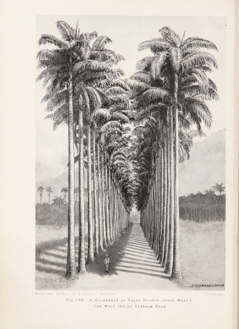 The West Indian Cabbage Palm