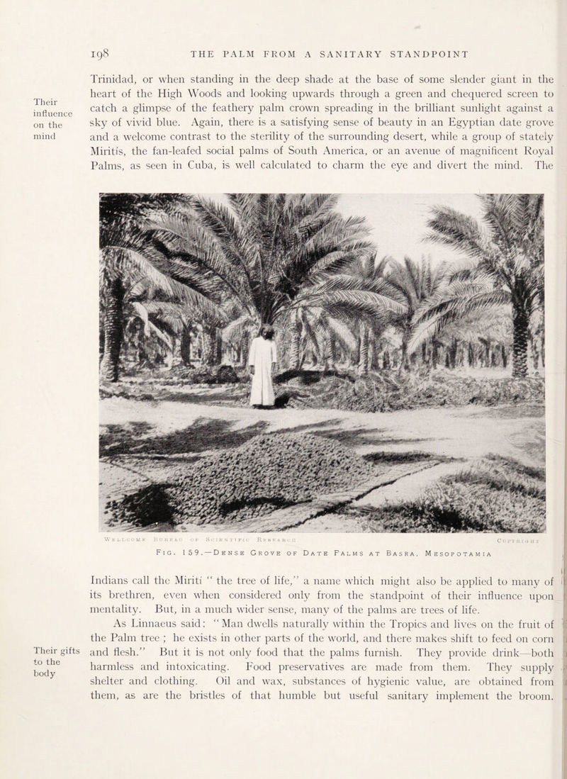 Their influence on the mind Trinidad, or when standing in the deep shade at the base of some slender giant in the heart of the High Woods and looking upwards through a green and chequered screen to catch a glimpse of the feathery palm crown spreading in the brilliant sunlight against a sky of vivid blue. Again, there is a satisfying sense of beauty in an Egyptian date grove and a welcome contrast to the sterility of the surrounding desert, while a group of stately Miritis, the fan-leafed social palms of South America, or an avenue of magnificent Royal Palms, as seen in Cuba, is well calculated to charm the eye and divert the mind. The Welic'ome BoEEio op Scientific; Resear ce Copyright Fig. 159. —Dense Grove of Date Falms at Basra, Mesopotamia Their gifts to the body Indians call the Miritf “ the tree of life,” a name which might also be applied to many of i its brethren, even when considered only from the standpoint of their influence upon mentality. But, in a much wider sense, many of the palms are trees of life. As Linnaeus said: Man dwells naturally within the Tropics and lives on the fruit of the Palm tree ; he exists in other parts of the world, and there makes shift to feed on corn and flesh.” But it is not only food that the palms furnish. They provide drink—both harmless and intoxicating. Food preservatives are made from them. They supply shelter and clothing. Oil and wax, substances of hygienic value, are obtained from them, as are the bristles of that humble but useful sanitary implement the broom.