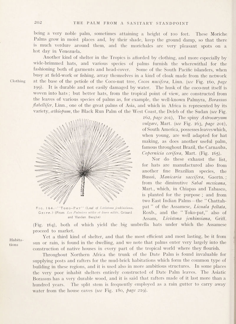 Clothing Habita¬ tions being a very noble palm, sometimes attaining a height of ioo feet. These Moriche Palms grow in moist places and, by their shade, keep the ground damp, so that there is much verdure around them, and the morichales are very pleasant spots on a hot day in Venezuela. Another kind of shelter in the Tropics is afforded by clothing, and more especially by wide-brimmed hats, and various species of palms furnish the wherewithal for the fashioning both of garments and head-cover. Some of the South Pacific islanders, when busy at field-work or fishing, array themselves in a kind of cloak made from the network at the base of the petiole of the Coco-nut tree, Cocos nucifera, Linn, (see Fig. 160, page 199). It is durable and not easily damaged by water. The husk of the coco-nut itself is woven into hats ; but better hats, from the tropical point of view, are constructed from the leaves of various species of palms as, for example, the well-known Palmyra, Borassus flabellifer, Linn., one of the great palms of Asia, and which in Africa is represented by its variety, cethiopum, the Black Run Palm of the West Coast, the Deleb of the Sudan (see Fig. 162, page 201), The spiny Astrocaryani vulgare, Mart, (see Fig. 163, page 201), of South America, possesses leaves which, when young, are well adapted for hat making, as does another useful palm, famous throughout Brazil, the Carnauba, Copernicia cerifera, Mart. (Fig. 165). Nor do these exhaust the list, for hats are manufactured also from another fine Brazilian species, the Bussii, Manicaria saccifera, Gaertn. ; from the diminutive Sabal mexicana, Mart., which, in Chiapas and Tabasco, is planted for the purpose ; and from two East Indian Palms—the ” Chattah- pat ” of the Assamese, Licuala peltata, Roxb., and the “ Toko-pat,” also of Assam, Livistona jenkinsiana, Griff. (Fig. 164), both of which yield the big umbrella hats under which the Assamese proceed to market. Yet a third kind of shelter, and that the most efficient and most lasting, be it from sun or rain, is found in the dwelling, and we note that palms enter very largely into the construction of native houses in every part of the tropical world where they flourish. Throughout Northern Africa the trunk of the Date Palm is found invaluable for supplying posts and rafters for the mud-brick habitations which form the common type of building in these regions, and it is used also in more ambitious structures. In some places the very poor inhabit shelters entirely constructed of Date Palm leaves. The Asiatic Borassus has a very durable wood, and it is said that rafters made of it last more than a hundred years. The split stem is frequently employed as a rain gutter to carry away water from the house eaves (see Fig. 180, page 219). d ! f\i Fig. 164. — ‘‘Toko-Pat’’ (Leaf of Livistona. jenkinsiana, Gri ff.) (From Les Pahniers utiles et lew's allies, Grisard and Vanden Berghe)