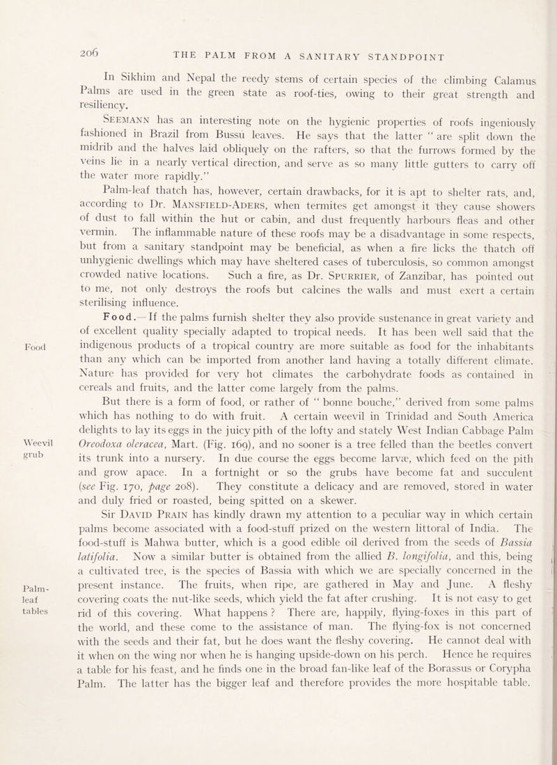 Food Weevil grub Palm- leaf tables In Sikhim and Nepal the reedy stems of certain species of the climbing Calamus Palms are used in the green state as roof-ties, owing to their great strength and resiliency. Seemann has an interesting note on the hygienic properties of roofs ingeniously fashioned in Biazil from Bussu leaves. He says that the latter “ are split down the midrib and the halves laid obliquely on the rafters, so that the furrows formed bv the veins lie in a nearly vertical direction, and serve as so many little gutters to carry off the water more rapidly.” Palmdeaf thatch has, however, certain drawbacks, for it is apt to shelter rats, and, according to Dr. Mansfield-Aders, when termites get amongst it they cause showers of dust to fall within the hut or cabin, and dust frequently harbours fleas and other vermin. Phe inflammable nature of these roofs may be a disadvantage in some respects, but from a sanitary standpoint may be beneficial, as when a fire licks the thatch off unhygienic dwellings which may have sheltered cases of tuberculosis, so common amongst crowded native locations. Such a fire, as Dr. Spurrier, of Zanzibar, has pointed out to me, not only destroys the roofs but calcines the walls and must exert a certain sterilising influence. Food.—If the palms furnish shelter they also provide sustenance in great variety and of excellent quality specially adapted to tropical needs. It has been well said that the indigenous products of a tropical country are more suitable as food for the inhabitants than any which can be imported from another land having a totally different climate. Nature has provided for very hot climates the carbohydrate foods as contained in cereals and fruits, and the latter come largely from the palms. But there is a form of food, or rather of “ bonne bouche,” derived from some palms which has nothing to do with fruit. A certain weevil in Trinidad and South America delights to lay its eggs in the juicy pith of the lofty and stately West Indian Cabbage Palm Oreodoxa oleracea, Mart. (Fig. 169), and no sooner is a tree felled than the beetles convert its trunk into a nursery. In due course the eggs become larvae, which feed on the pith and grow apace. In a fortnight or so the grubs have become fat and succulent (see Fig. 170, page 208). They constitute a delicacy and are removed, stored in water and duly fried or roasted, being spitted on a skewer. Sir David Prain has kindly drawn my attention to a peculiar way in which certain palms become associated with a food-stuff prized on the western littoral of India. The food-stuff is Mahwa butter, which is a good edible oil derived from the seeds of Bassia latifolia. Now a similar butter is obtained from the allied B. longifolia, and this, being a cultivated tree, is the species of Bassia with which we are specially concerned in the present instance. The fruits, when ripe, are gathered in May and June. A fleshy covering coats the nut-like seeds, which yield the fat after crushing. It is not easy to get rid of this covering. What happens ? There are, happily, flying-foxes in this part of the world, and these come to the assistance of man. The flying-fox is not concerned with the seeds and their fat, but he does want the fleshy covering. He cannot deal with it when on the wing nor when he is hanging upside-down on his perch. Hence he requires a table for his feast, and he finds one in the broad fan-like leaf of the Borassus or Corypha Palm. The latter has the bigger leaf and therefore provides the more hospitable table.