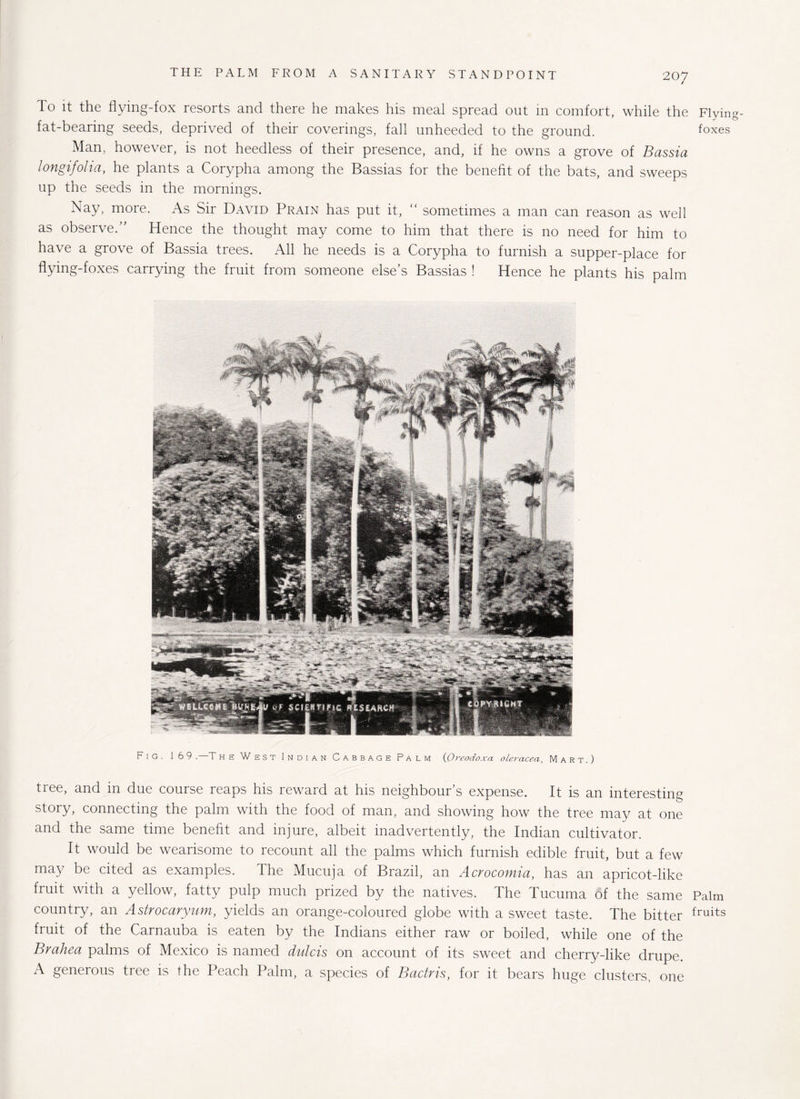 / To it the flying-fox resorts and there he makes his meal spread out in comfort, while the Flying- fat-bearing seeds, deprived of their coverings, fall unheeded to the ground. foxes Man, however, is not heedless of their presence, and, if he owns a grove of Bassia l-ongifolia, he plants a Corypha among the Bassias for the benefit of the bats, and sweeps up the seeds in the mornings. Nay, more. As Sir David Prain has put it, “ sometimes a man can reason as well as observe.’' Hence the thought may come to him that there is no need for him to have a grove of Bassia trees. All he needs is a Corypha to furnish a supper-place for flying-foxes carrying the fruit from someone else’s Bassias ! Hence he plants his palm Fig. 169 .—T he West Indian Cabbage Palm (Oreodoxa oleracea, Mart.) tree, and in due course reaps his reward at his neighbour’s expense. It is an interesting story, connecting the palm with the food of man, and showing how the tree may at one and the same time benefit and injure, albeit inadvertently, the Indian cultivator. It would be wearisome to recount all the palms which furnish edible fruit, but a few may be cited as examples. The Mucuja of Brazil, an Acrocomia, has an apricot-like fruit with a yellow, fatty pulp much prized by the natives. The Tucuma of the same Palm country, an Astrocaryum, yields an orange-coloured globe with a sweet taste. The bitter fruits fruit of the Carnauba is eaten by the Indians either raw or boiled, while one of the Brahea palms of Mexico is named dulcis on account of its sweet and cherry-like drupe. A generous tree is the Peach Palm, a species of Badris, for it bears huge clusters, one