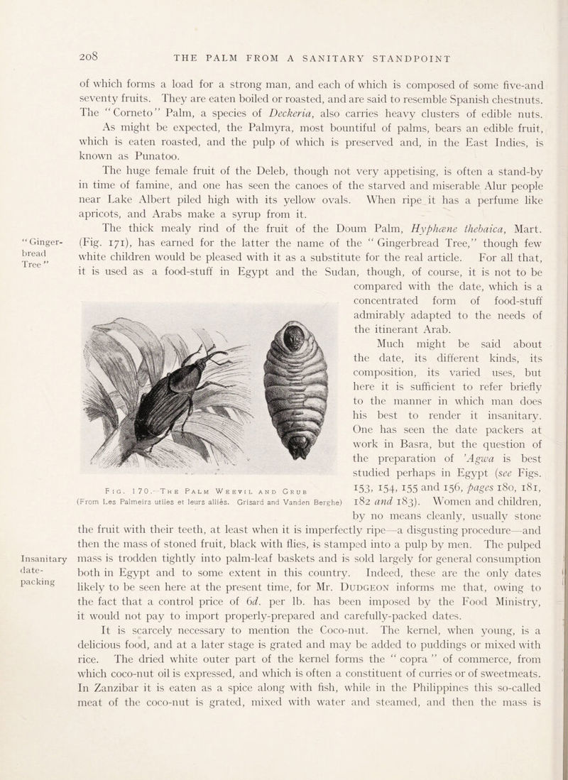  Ginger¬ bread Tree ” Insanitary date¬ packing of which forms a load for a strong man, and each of which is composed of some hve-and seventy fruits. They are eaten boiled or roasted, and are said to resemble Spanish chestnuts. The “Corneto” Palm, a species of Deckeria, also carries heavy clusters of edible nuts. As might be expected, the Palmyra, most bountiful of palms, bears an edible fruit, which is eaten roasted, and the pulp of which is preserved and, in the East Indies, is known as Punatoo. The huge female fruit of the Deleb, though not very appetising, is often a stand-by in time of famine, and one has seen the canoes of the starved and miserable Alur people near Take Albert piled high with its yellow ovals. When ripe it has a perfume like apricots, and Arabs make a syrup from it. The thick mealy rind of the fruit of the Doum Palm, Hyphcene thebaica, Mart. (Fig. 171), has earned for the latter the name of the “ Gingerbread Tree,” though few white children would be pleased with it as a substitute for the real article. For all that, it is used as a food-stuff in Egypt and the Sudan, though, of course, it is not to be compared with the date, which is a concentrated form of food-stuff admirably adapted to the needs of the itinerant Arab. Much might be said about the date, its different kinds, its composition, its varied uses, but here it is sufficient to refer briefly to the manner in which man does his best to render it insanitary. One has seen the date packers at work in Basra, but the question of the preparation of ’ Agwa is best studied perhaps in Egypt (see Figs. 153, I5T 155 and 156, pages 180, 181, 182 and 183). Women and children, by no means cleanly, usually stone the fruit with their teeth, at least when it is imperfectly ripe—a disgusting procedure—and then the mass of stoned fruit, black with flies, is stamped into a pulp by men. The pulped mass is trodden tightly into palm-leaf baskets and is sold largely for general consumption both in Egypt and to some extent in this country. Indeed, these are the only dates likely to be seen here at the present time, for Mr. Dudgeon informs me that, owing to the fact that a control price of 6d. per lb. has been imposed by the Food Ministry, it would not pay to import properly-prepared and carefully-packed dates. It is scarcely necessary to mention the Coco-nut. The kernel, when young, is a delicious food, and at a later stage is grated and may be added to puddings or mixed with rice. The dried white outer part of the kernel forms the “ copra ” of commerce, from which coco-nut oil is expressed, and which is often a constituent of curries or of sweetmeats. In Zanzibar it is eaten as a spice along with fish, while in the Philippines this so-called meat of the coco-nut is grated, mixed with water and steamed, and then the mass is Fig. 170.—The Palm Weevil and Grub (From Les Palmeirs utiles et leurs allies. Grisard and Vanden Berghe)
