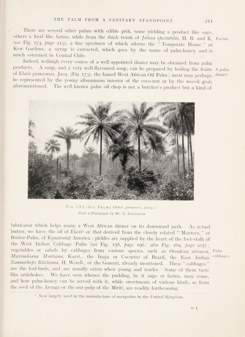 ■There are several other palms with edible pith, some yielding a product like sago, others a food like farina, while from the thick trunk of Jiibcea spectabilis, H. B. and K. Farina (see Fl§- 174> fiagz 213), a fine specimen of which adorns the “ Temperate House ” at Kew Gardens, a syiup is extracted, which goes by the name of palm-honey and is much esteemed in Central Chile. Indeed, wellnigh every course of a well appointed dinner may be obtained from palm products. A soup, and a very well-flavoured soup, can be prepared by boiling the fruits A palm of E Ice is guineensis, Jacq. (Fig. 173); the famed West African Oil Palm; meat may perhaps dinner be represented by the young albuminous interior of the coco-nut or by the weevil grub aforementioned. The well-known palm oil chop is not a butcher’s product but a kind of Fig. 17 3.—O 1 l Palms (Elceis guineensis, J acq .) From a Photograph by Mr. G. Dudgeon lubricator which helps many a West African dinner on its downward path. As actual butter, we have the oil of Elceis1 or that derived from the closely related “ Manteca,” or Butter-Palm, of Equatorial America ; pickles are supplied by the heart of the foot-stalk of the West Indian Cabbage Palm (see big. 158, page 196; also Fig. 169, page 207) ; vegetables or salads by cabbages from various species, such as Oveodoxa oleracea, Palm Maximiliana Martiana, Karst., the Inaja or Cocurito of Brazil, the East Indian cabba§es Nannorhops Ritckiana, H. Wendl., or the Gomuti, already mentioned. These “cabbages” are the leaf-buds, and are usually eaten when young and tender. Some of them taste like artichokes. We have seen whence the pudding, be it sago or farina, may come, and how palm-honey can be served with it, while sweetmeats of various kinds, as from the seed of the Arenga or the nut-pulp of the Miriti, are readily forthcoming. Now largely used in the manufacture of margarine in the United Kingdom. 1