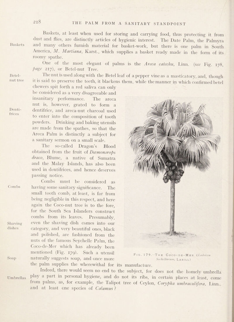 Baskets Betel- nut tree Denti¬ frices Combs Shaving dishes Soap Umbrellas Baskets, at least when used for storing and carrying food, thus protecting it from dust and flies, are distinctly articles of hygienic interest. The Date Palm, the Palmyra and many others furnish material for basket-work, but there is one palm in South America, M. Martiana, Karst., which supplies a basket ready made in the form of its roomy spathe. One of the most elegant of palms is the Areca catechu, Linn, [see Fig. 178, page 217), or Betel-nut Tree. the nut is used along with the Betel leaf of a pepper vine as a masticatory, and, though it is said to preserve the teeth, it blackens them, while the manner in which confirmed betel chewers spit forth a red saliva can only be considered as a very disagreeable and insanitary performance. The areca nut is, however, grated to form a dentifrice, and areca-nut charcoal used to enter into the composition of tooth powders. Drinking and baking utensils are made from the spathes, so that the Areca Palm is distinctly a subject for a sanitary sermon on a small scale. The so-called Dragon’s Blood obtained from the fruit of Dcemonorops draco, Blume, a native of Sumatra and the Malay Islands, has also been used in dentifrices, and hence deserves passing notice. Combs must be considered as having some sanitary significance. The small tooth comb, at least, is far from being negligible in this respect, and here again the Coco-nut tree is to the fore, for the South Sea Islanders construct combs from its leaves. Presumably, even the shaving dish comes into our category, and very beautiful ones, black and polished, are fashioned from the nuts of the famous Seychelle Palm, the Coco-de-Mer which has already been mentioned (Fig. 179). Such a utensil naturally suggests soap, and once more the palm supplies the wherewithal for its manufacture. Indeed, theie would seem no end to the subject, for does not the homely umbrella play a part in personal hygiene, and do not its ribs, in certain places at least, come from palms, as, for example, the Talipot tree of Ceylon, Corypha umbraculifera, Linn., and at least one species of Calamus ? Fig. 179.-The Coco-de-Mer (Lodoicea Sechellarum, Labill)