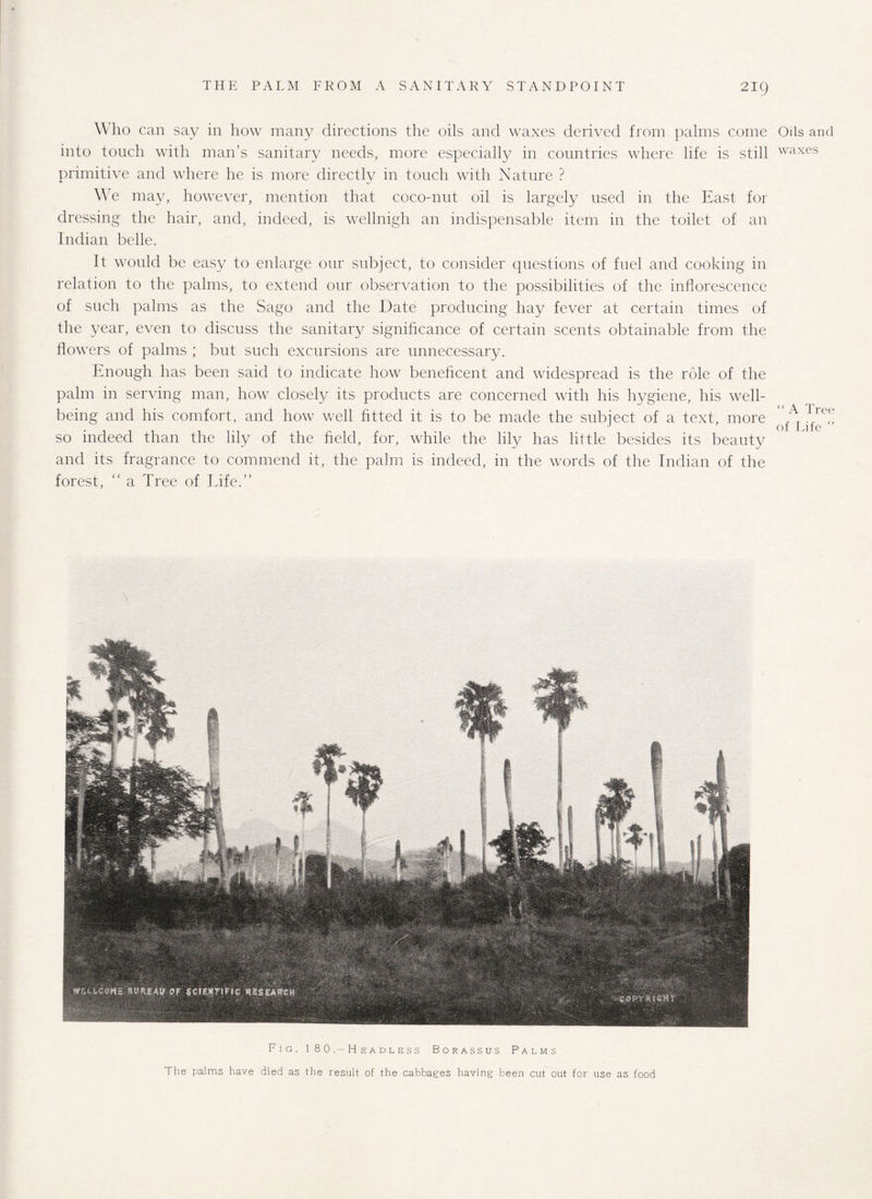 Who can say in how many directions the oils and waxes derived from palms come Oils and into touch with man’s sanitary needs, more especially in countries where life is still waxes primitive and where he is more directly in touch with Nature ? We may, however, mention that coco-nut oil is largely used in the East for dressing the hair, and, indeed, is wellnigh an indispensable item in the toilet of an Indian belle. It would be easy to enlarge our subject, to consider questions of fuel and cooking in relation to the palms, to extend our observation to the possibilities of the inflorescence of such palms as the Sago and the Date producing hay fever at certain times of the year, even to discuss the sanitary significance of certain scents obtainable from the flowers of palms ; but such excursions are unnecessary. Enough has been said to indicate how beneficent and widespread is the role of the palm in serving man, how closely its products are concerned with his hygiene, his well- ^ ( ( a q-' being and his comfort, and how well fitted it is to be made the subject of a text, more , T .rTef, . J of ivite so indeed than the lily of the field, for, while the lily has little besides its beauty and its fragrance to commend it, the palm is indeed, in the words of the Indian of the forest, “ a Tree of Life.” Fig. 1 8 0 H e a d l e s s Borassus Palms The palms have died as the result of the cabbages having been cut out for use as food