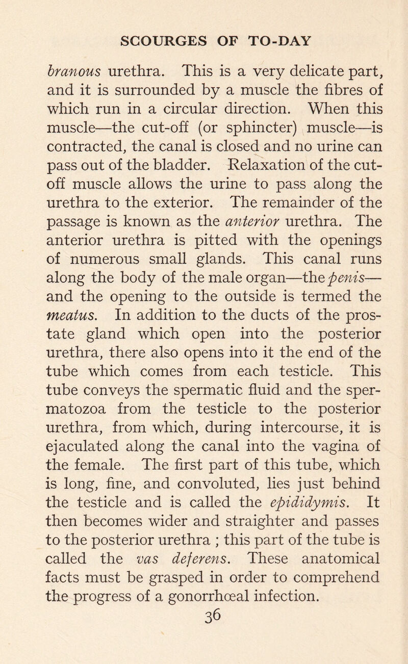 branous urethra. This is a very delicate part, and it is surrounded by a muscle the fibres of which run in a circular direction. When this muscle—the cut-off (or sphincter) muscle—is contracted, the canal is closed and no urine can pass out of the bladder. Relaxation of the cut¬ off muscle allows the urine to pass along the urethra to the exterior. The remainder of the passage is known as the anterior urethra. The anterior urethra is pitted with the openings of numerous small glands. This canal runs along the body of the male organ—therms— and the opening to the outside is termed the meatus. In addition to the ducts of the pros¬ tate gland which open into the posterior urethra, there also opens into it the end of the tube which comes from each testicle. This tube conveys the spermatic fluid and the sper¬ matozoa from the testicle to the posterior urethra, from which, during intercourse, it is ejaculated along the canal into the vagina of the female. The first part of this tube, which is long, fine, and convoluted, lies just behind the testicle and is called the epididymis. It then becomes wider and straighter and passes to the posterior urethra ; this part of the tube is called the vas deferens. These anatomical facts must be grasped in order to comprehend the progress of a gonorrhoeal infection.