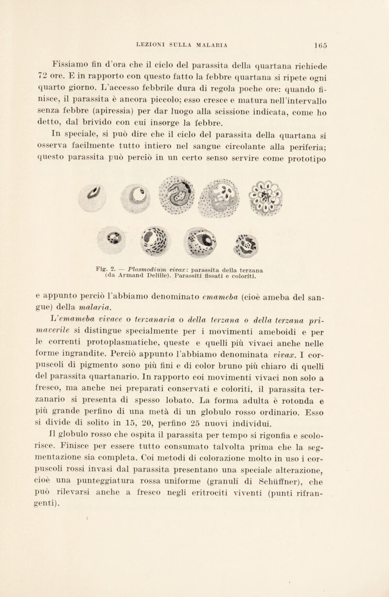 fissiamo fin d ora che il ciclo del parassita della quartana richiede 72 ore. E in rapporto con questo fatto la febbre quartana si ripete ogni quarto giorno. L’accesso febbrile dura di regola poche ore: quando fi¬ nisce, il parassita è ancora piccolo; esso cresce e matura nell’intervallo senza febbre (apiressia) per dar luogo alla scissione indicata, come ho detto, dal brivido con cui insorge la febbre. In speciale, si può dire che il ciclo del parassita della quartana si osserva facilmente tutto intiero nel sangue circolante alla periferia; questo parassita può perciò in un certo senso servire come prototipo Fig. 2. — Plasmodium vivax : parassita della terzana (da Armand Delille). Parassiti fissati e coloriti. e appunto perciò l’abbiamo denominato emameba (cioè ameba del san¬ gue) della malaria. L’emameba vivace o terzanaria o della terzana o della terzana pri¬ maverile si distingue specialmente per i movimenti ameboidi e per le correnti protoplasmatiche, queste e quelli più vivaci anche nelle forme ingrandite. Perciò appunto l’abbiamo denominata vivax. I cor¬ puscoli di pigmento sono più lini e di color bruno più chiaro di quelli del parassita quartanario. In rapporto coi movimenti vivaci non solo a fresco, ma anche nei preparati conservati e coloriti, il parassita ter¬ zanario si presenta di spesso lobato. La forma adulta è rotonda e più grande perfino di una metà di un globulo rosso ordinario. Esso si divide di solito in 15, 20, perfino 25 nuovi individui. Il globulo rosso che ospita il parassita per tempo si rigonfia e scolo¬ risce. Finisce per essere tutto consumato talvolta prima che la seg¬ mentazione sia completa. Coi metodi di colorazione molto in uso i cor¬ puscoli rossi invasi dal parassita presentano una speciale alterazione, cioè una punteggiatura rossa uniforme (granuli di Schùffner), che può rilevarsi anche a fresco negli eritrociti viventi (punti rifran¬ genti).