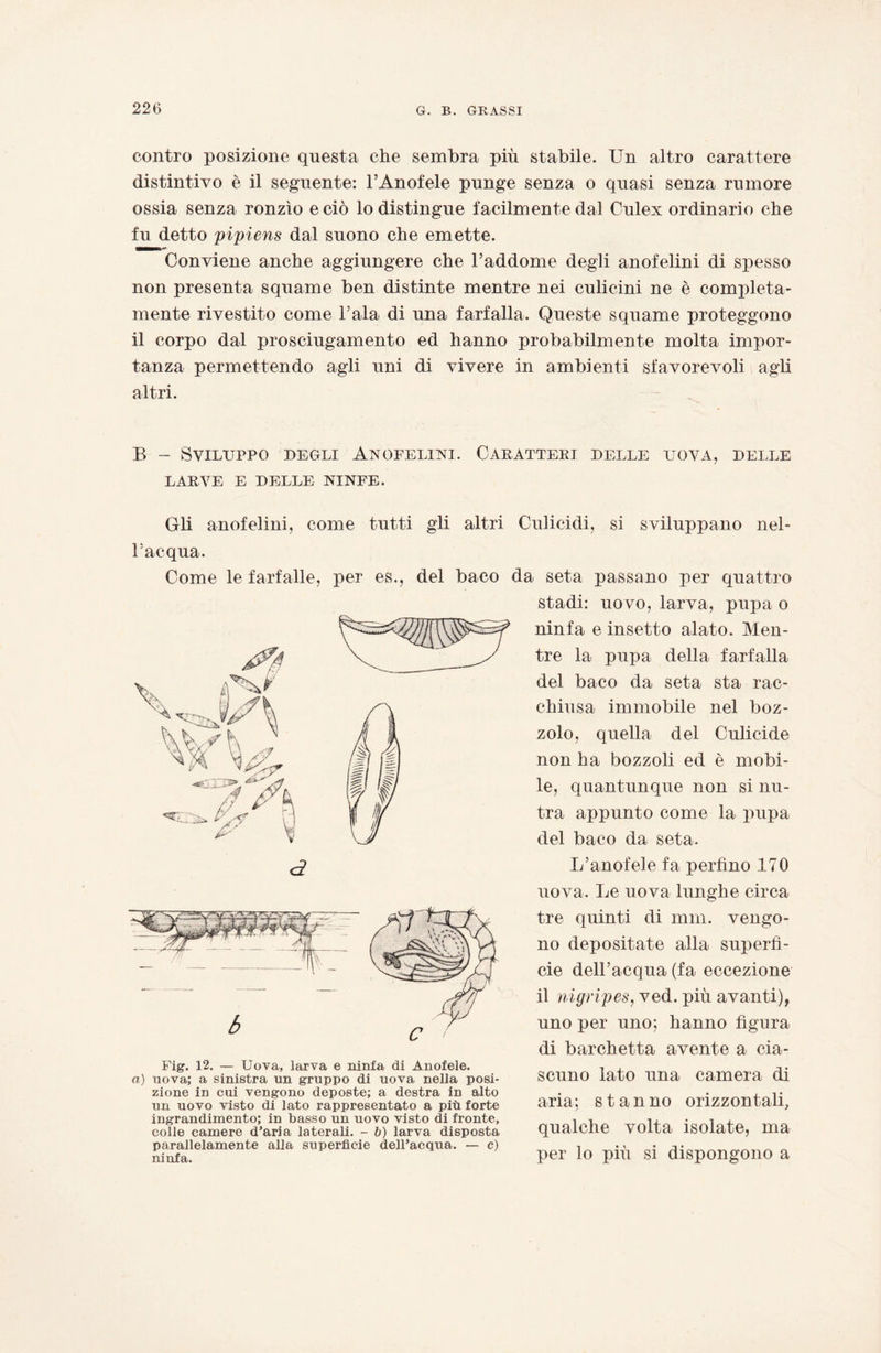 contro posizione questa che sembra più stabile. Un altro carattere distintivo è il seguente: l’Anofele punge senza o quasi senza rumore ossia senza ronzìo e ciò lo distingue facilmente dal Culex ordinario che fu detto pipiens dal suono che emette. Conviene anche aggiungere che l’addome degli anofelini di spesso non presenta squame ben distinte mentre nei culieini ne è compieta- mente rivestito come Pala di una farfalla. Queste squame proteggono il corpo dal prosciugamento ed hanno probabilmente molta impor¬ tanza permettendo agli uni di vivere in ambienti sfavorevoli agli altri. B - Sviluppo degli Anofelini. Caratteri delle uova, delle LARVE E DELLE NINFE. Gli anofelini, come tutti gli altri Culicidi, si sviluppano nel- P acqua. Come le farfalle, per es., del baco da seta passano per quattro stadi: uovo, larva, pupa o ninfa e insetto alato. Men¬ tre la pupa della farfalla del baco da seta sta rac¬ chiusa immobile nel boz¬ zolo, quella del Culicide non ha bozzoli ed è mobi¬ le, quantunque non si nu¬ tra appunto come la pupa del baco da seta. L’anofele fa perfino 170 uova. Le uova lunghe circa tre quinti di min. vengo¬ no depositate alla superfi¬ cie dell’acqua (fa eccezione il nigripes, ved. più avanti), uno per uno; hanno figura di barchetta avente a cia¬ scuno lato una camera di aria; stanno orizzontali, qualche volta isolate, ma per lo più si dispongono a Fig. 12. — Uova, larva e ninfa di Anofele. a) uova; a sinistra un gruppo di uova nella posi¬ zione in cui vengono deposte; a destra in alto un uovo visto di lato rappresentato a più forte ingrandimento; in basso un uovo visto di fronte, colle camere d’aria laterali. - b) larva disposta parallelamente alla superficie dell’acqua. — c) ninfa.