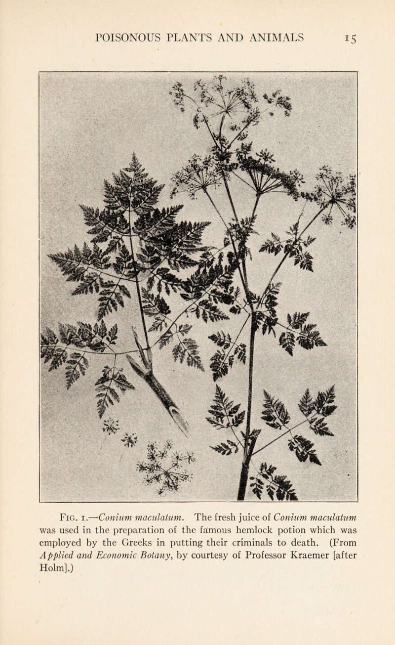 Fig. 1.—Conium maculatum. The fresh juice of Conium maculatum was used in the preparation of the famous hemlock potion which was employed by the Greeks in putting their criminals to death. (From Applied and Economic Botany, by courtesy of Professor Kraemer [after Holm].)