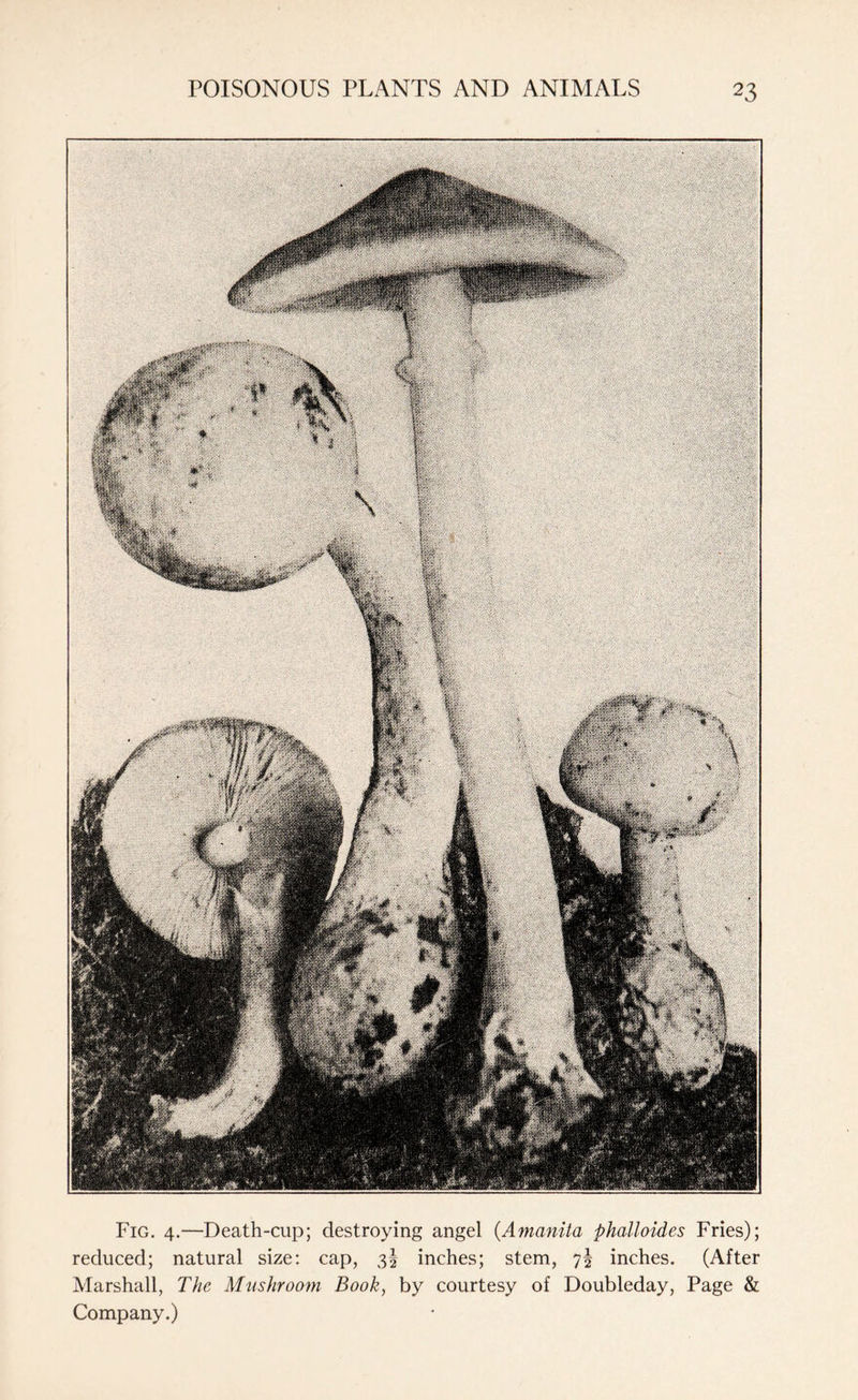 Fig. 4.—Death-cup; destroying angel (Amanita phalloides Fries); reduced; natural size: cap, 3! inches; stem, 7^ inches. (After Marshall, The Mushroom Book, by courtesy of Doubleday, Page & Company.)