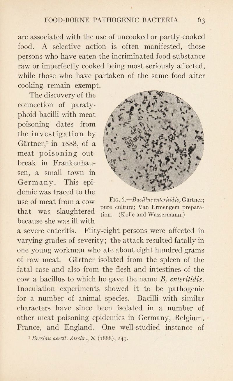 are associated with the use of uncooked or partly cooked food. A selective action is often manifested, those persons who have eaten the incriminated food substance raw or imperfectly cooked being most seriously affected, while those who have partaken of the same food after cooking remain exempt. The discovery of the connection of paraty¬ phoid bacilli with meat poisoning dates from the investigation by Gartner,1 in 1888, of a meat poisoning out¬ break in Frankenhau- sen, a small town in Germany. This epi¬ demic was traced to the use of meat from a cow that was slaughtered because she was ill with a severe enteritis. Fifty-eight persons were affected in varying grades of severity; the attack resulted fatally in one young workman who ate about eight hundred grams of raw meat. Gartner isolated from the spleen of the fatal case and also from the flesh and intestines of the cow a bacillus to which he gave the name B. enteritidis. Inoculation experiments showed it to be pathogenic for a number of animal species. Bacilli with similar characters have since been isolated in a number of other meat poisoning epidemics in Germany, Belgium, France, and England. One well-studied instance of 1 Breslau aerztl. Ztschr., X (1888), 249. Fig. 6.—Bacillus enteritidis, Gartner; pure culture; Van Ermengem prepara¬ tion. (Kolle and Wassermann.)