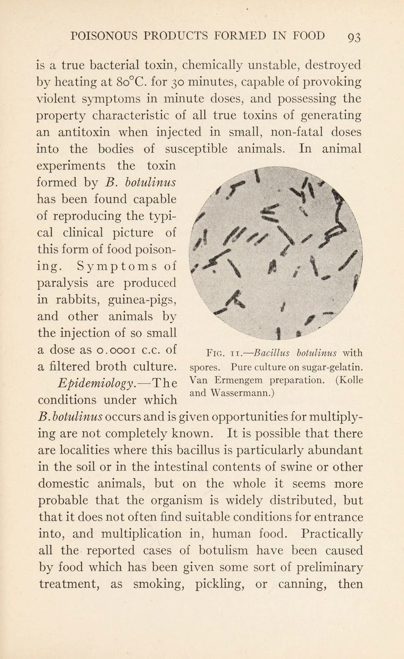 is a true bacterial toxin, chemically unstable, destroyed by heating at 8o°C. for 30 minutes, capable of provoking violent symptoms in minute doses, and possessing the property characteristic of all true toxins of generating an antitoxin when injected in small, non-fatal doses into the bodies of susceptible animals. In animal experiments the toxin formed by B. botulinus has been found capable of reproducing the typi¬ cal clinical picture of this form of food poison¬ ing. Symptoms of paralysis are produced in rabbits, guinea-pigs, and other animals by the injection of so small a dose as 0.0001 c.c. of a filtered broth culture. Epidemiology.—The conditions under which B. botulinus occurs and is given opportunities for multiply¬ ing are not completely known. It is possible that there are localities where this bacillus is particularly abundant in the soil or in the intestinal contents of swine or other domestic animals, but on the whole it seems more probable that the organism is widely distributed, but that it does not often find suitable conditions for entrance into, and multiplication in, human food. Practically all the reported cases of botulism have been caused by food which has been given some sort of preliminary treatment, as smoking, pickling, or canning, then Fig. 11.—Bacillus botulinus with spores. Pure culture on sugar-gelatin. Van Ermengem preparation. (Kolle and Wassermann.)