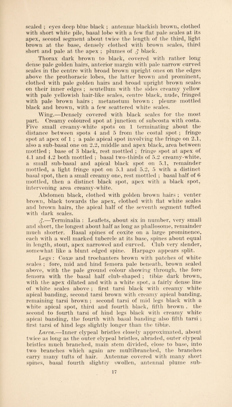 scaled ; eyes deep blue black ; antennae blackish brown, clothed with short white pile, basal lobe with a few fiat pale scales at its apex, second segment about twice the length of the third, light brown at the base, densely clothed with brown scales, third short and pale at the apex ; plumes of $ black. Thorax dark brown to black, covered with rather long dense pale golden hairs, anterior margin with pale narrow curved scales in the centre with broad brown upright ones on the edges above the prothoracic lobes, the latter brown and prominent, clothed with pale golden hairs and broad upright brown scales on their inner edges ; scutellum with the sides creamy yellow with pale yellowish hair-like scales, centre black, nude, fringed with pale brown hairs ; metanotum brown ; pleurae mottled black and brown, with a few scattered white scales. Wing.—Densely covered with black scales for the most part. Creamy coloured spot at junction of subcosta with costa. Five small creamy-white spots on 1 terminating about the distance between spots 4 and 5 from the costal spot : fringe spot at apex of 1 ; a pale apical spot involving the fringe on 2.1, also a sub-basal one on 2.2, middle and apex black, area between mottled ; base of 3 black, rest mottled ; fringe spot at apex of 4.1 and 4.2 both mottled ; basal two-thirds of 5.2 creamy-white, a small sub-basal and apical black spot on 5.1, remainder mottled, a light fringe spot on 5.1 and 5.2, 5 with a distinct basal spot, then a small creamy one, rest mottled ; basal half of 6 mottled, then a distinct black spot, apex with a black spot, intervening area creamy-white. Abdomen black, clothed with golden brown hairs ; venter brown, black towards the apex, clothed with flat white scales and brown hairs, the apical half of the seventh segment tufted with dark scales. cb—Terminalia : Leaflets, about six in number, very small and short, the longest about half as long as phallosome, remainder much shorter. Basal spines of coxite on a large prominence, each with a well marked tubercle at its base, spines about equal in length, stout, apex narrowed and curved. Club very slender, somewhat like a blunt edged spine. Harpago appears split. Legs : Coxae and trochanters brown with patches of white scales ; fore, mid and hind femora pale beneath, brown scaled above, with the pale ground colour showing through, the fore femora with the basal half club-shaped ; tibiae dark brown, with the apex dilated and with a white spot, a fairly dense line of white scales above ; first tarsi black with creamy white apical banding, second tarsi brown with creamy apical banding, remaining tarsi brown ; second tarsi of mid legs black with a white apical spot, third and fourth black, fifth brown , the second to fourth tarsi of hind legs black with creamy white apical banding, the fourth with basal banding also fifth tarsi ; first tarsi of hind legs slightly longer than the tibiae-. Larva.—Inner clypeal bristles closely approximated, about twice as long as the outer clypeal bristles, abraded, outer clypeal bristles much branched, main stem divided, close to base, into two branches which again are multibranched, the branches carry many tufts of hair. Antennae covered with many short spines, basal fourth slightly swollen, antennal plume sub-