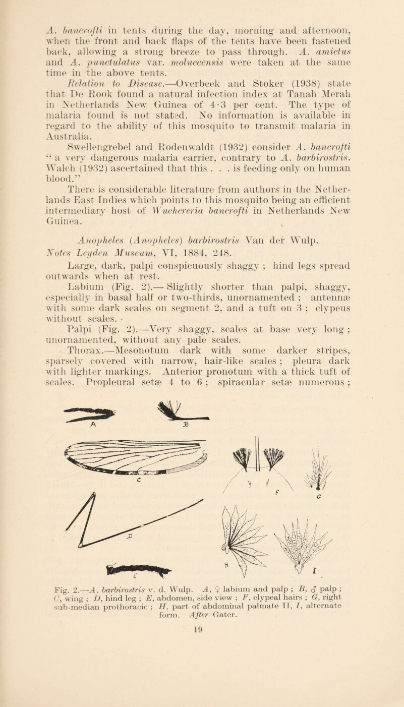 A. bancrofti in tents during the day, morning and afternoon, when the front and back flaps of the tents have been fastened back, allowing a strong breeze to pass through. A. amictus and A. punctulatus var. moluccensis were taken at the same time in the above tents. Eelation to Disease.—Overbeek and Stoker (1938) state that De Kook found a natural infection index at Tanah Me rah in Netherlands New Guinea of 4-3 per cent. The type of malaria found is not stated. No information is available in regard to the ability of this mosquito to transmit malaria in Australia. Swellengrebel and Kodenwaldt (1932) consider A. bancrofti u a very dangerous malaria carrier, contrary to A. barbirostris. Walch (1932) ascertained that this ... is feeding only on human blood.” There is considerable literature from authors in the Nether¬ lands East Indies which points to this mosquito being an efficient intermediary host of Wuchereria bancrofti in Netherlands New Guinea. Anopheles (Anopheles) barbirostris Van der Wulp. Notes Leyden Museum, VI, 1884, 248. Large, dark, palpi conspicuously shaggy ; hind legs spread outwards when at rest. Labium (Fig. 2).— Slightly shorter than palpi, shaggy, especially in basal half or two-thirds, unornamented ; antennae with some dark scales on segment 2, and a tuft on 3 ; clypeus without scales. * Palpi (Fig. 2).—Very shaggy, scales at base very long ; unornamented, without any pale scales. Thorax.—Mesonotum dark with some darker stripes, sparsely covered with narrow, hair-like scales ; pleura dark with lighter markings. Anterior pronotum with a thick tuft of scales. Propleural setae 4 to 6 ; spiracular setae numerous ; Fig. 2.—A. barbirostris v. d. Wulp. A, $ labium and palp ; B, palp ; C, wing ; D, hind leg ; E, abdomen, side view ; F, clypeal hairs ; G, right sub-median prothoracic ; H. part of abdominal palmate IT, I, alternate form. After Gater.