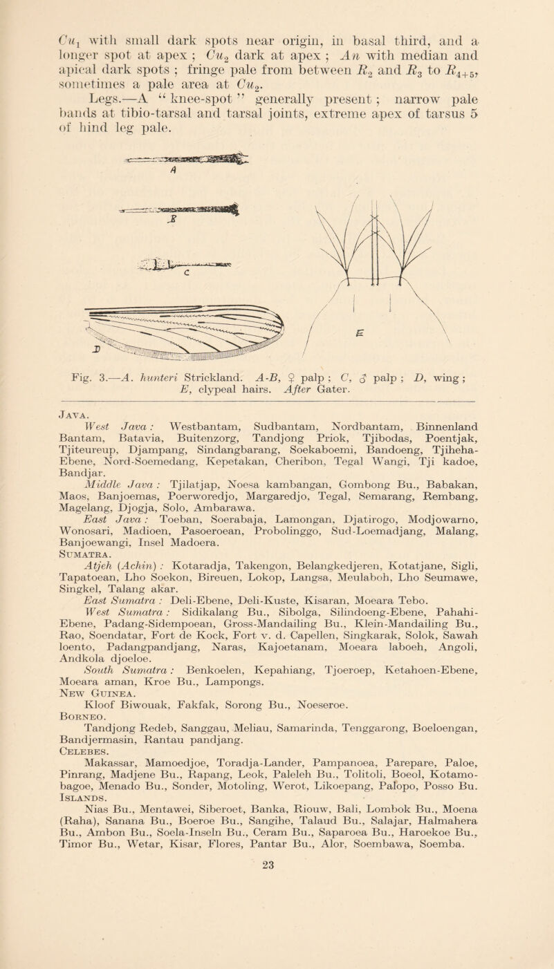 Cu1 with small dark spots near origin, in basal third, and a longer spot at apex ; Cu2 dark at apex ; An with median and apical dark spots ; fringe pale from between R2 and R3 to i24+5, sometimes a pale area at Cu2. Legs.—A “ knee-spot generally present ; narrow pale bands at tibio-tarsal and tarsal joints, extreme apex of tarsus 5 of hind leg pale. Fig. 3.—A. hunteri Strickland. A-B, $ palp; C, J palp; D, wing; E, clypeal hairs. After Gater. Java. West Java: Westbantam, Sudbantam, N or d bantam, Binnenland Bantam, Batavia, Buitenzorg, Tandjong Priok, Tjibodas, Poentjak, Tjiteureup, Djampang, Sindangbarang, Soekaboemi, Bandoeng, Tjiheha- Ebene, Nord-Soemedang, Kepetakan, Cheribon, Tegal Wangi, Tji kadoe, Bandjar. Middle Java : Tjilatjap, Noesa kambangan, Gombong Bn., Babakan, Maos, Banjoemas, Poerworedjo, Margaredjo, Tegal, Semarang, Rembang, Magelang, Djogja, Solo, Ambarawa. East Java : Toeban, Soerabaja, Lamongan, Djatirogo, Modjowarno, Wonosari, Madioen, Pasoeroean, Probolinggo, Sud-Loemadjang, Malang, Banjoewangi, Insel Madoera. Sumatra. Atjek (Achin) : Kotaradja, Takengon, Belangkedjeren, Kotatjane, Sigli, Tapatoean, Lho Soekon, Bireuen, Lokop, Langsa, Meulaboh, Lho Seumawe, Singkel, Talang akar. East Sumatra : Deli-Ebene, Deli-Kuste, Kisaran, Moeara Tebo. West Sumatra: Sidikalang Bu., Sibolga, Silindoeng-Ebene, Pahahi- Ebene, Padang-Sidempoean, Gross-Mandailing Bu., Klein-Mandailing Bu., Rao, Soendatar, Fort de Kock, Fort v. d. Capellen, Singkarak, Solok, Sawah loento, Padangpandjang, Naras, Kajoetanam, Moeara laboeh, Angoli, Andkola djoeloe. South Sumatra: Benkoelen, Kepahiang, Tjoeroep, Ketahoen-Ebene, Moeara am an, Kroe Bu., Lampongs. New Guinea. Kloof Biwouak, Fakfak, Sorong Bu., Noeseroe. Borneo. Tandjong Redeb, Sanggau, Meliau, Samarinda, Tenggarong, Boeloengan, Bandjermasin, Rantau pandjang. Celebes. Makassar, Mamoedjoe, Toradja-Lander, Pampanoea, Parepare, Paloe, Pinrang, Madjene Bu., Rapang, Leok, Paleleh Bu., Tolitoli, Boeol, Kotamo- bagoe, Menado Bu., Sonder, Motoling, Werot, Likoepang, Palopo, Posso Bu. Islands. Nias Bu., Mentawei, Siberoet, Banka, Riouw, Bali, Lombok Bu., Moena (Raha), Sanana Bu., Boeroe Bu., Sangihe, Talaud Bu., Salajar, Halmahera Bu., Ambon Bu., Soela-Inseln Bu., Ceram Bu., Saparoea Bu., Haroekoe Bu., Timor Bu., Wetar, Kisar, Flores, Pantar Bu., Alor, Soembawa, Soemba.