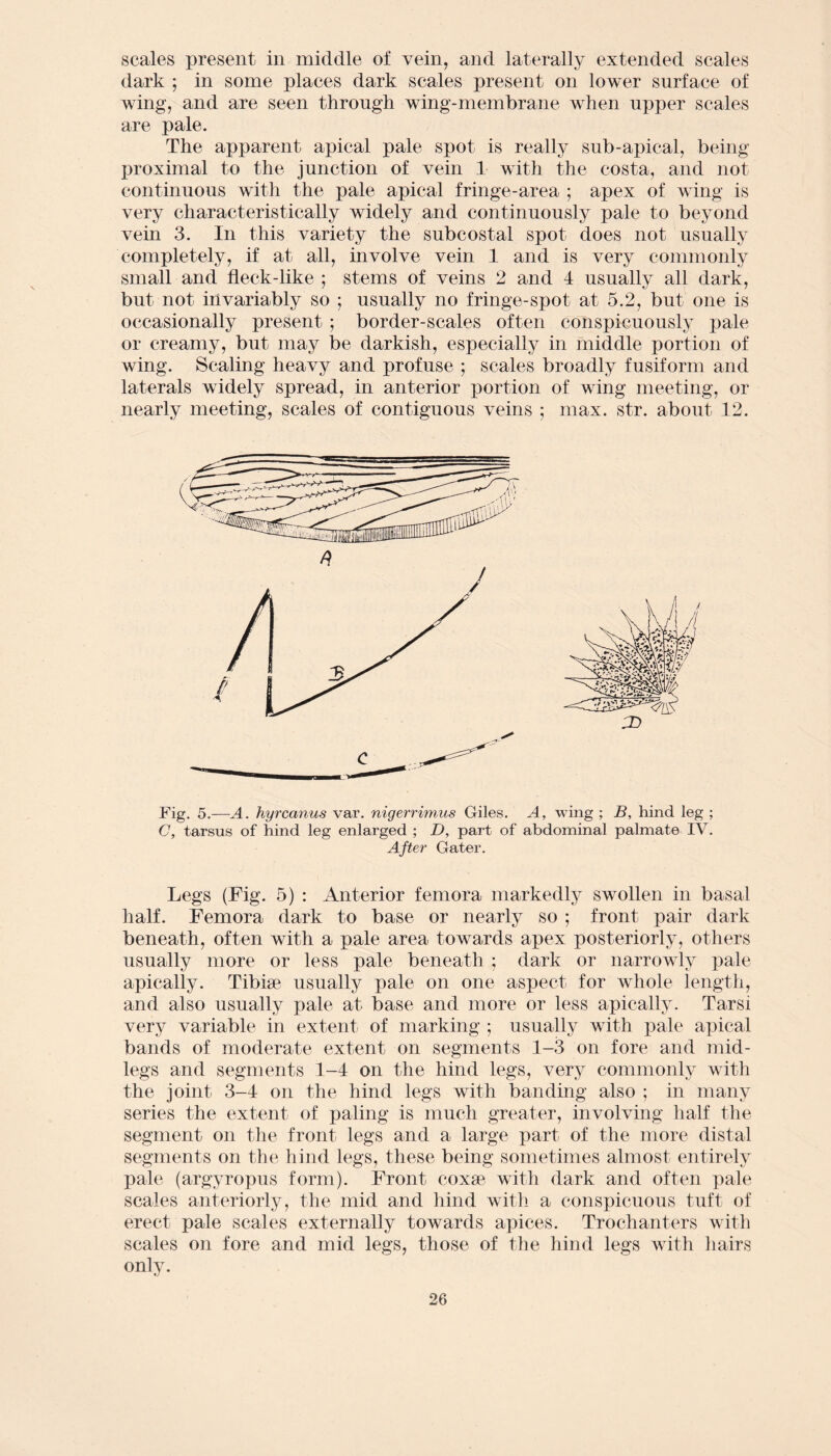 scales present in middle of vein, and laterally extended scales dark ; in some places dark scales present on lower surface of wing, and are seen through wing-membrane when upper scales are pale. The apparent apical pale spot is really sub-apical, being proximal to the junction of vein 1 with the costa, and not continuous with the pale apical fringe-area ; apex of wing is very characteristically widely and continuously pale to beyond vein 3. In this variety the subcostal spot does not usually completely, if at all, involve vein 1 and is very commonly small and fleck-like ; stems of veins 2 and 4 usually all dark, but not invariably so ; usually no fringe-spot at 5.2, but one is occasionally present ; border-scales often conspicuously pale or creamy, but may be darkish, especially in middle portion of wing. Scaling heavy and profuse ; scales broadly fusiform and laterals widely spread, in anterior portion of wing meeting, or nearly meeting, scales of contiguous veins ; max. str. about 12. / Fig. 5.—A. hyrcanus var. nigerrimus Giles. A, wing ; B, hind leg ; C, tarsus of hind leg enlarged ; D, part of abdominal palmate IV. After Gater. Legs (Fig. 5) : Anterior femora markedly swollen in basal half. Femora dark to base or nearly so ; front pair dark beneath, often with a pale area towards apex posteriorly, others usually more or less pale beneath ; dark or narrowly pale apically. Tibiae usually pale on one aspect for whole length, and also usually pale at base and more or less apically. Tarsi very variable in extent of marking ; usually with pale apical bands of moderate extent on segments 1-3 on fore and mid- legs and segments 1-4 on the hind legs, very commonly with the joint 3-4 on the hind legs with banding also ; in many series the extent of paling is much greater, involving half the segment on the front legs and a large part of the more distal segments on the hind legs, these being sometimes almost entirely pale (argyropus form). Front coxae with dark and often pale scales anteriorly, the mid and hind with a conspicuous tuft of erect pale scales externally towards apices. Trochanters with scales on fore and mid legs, those of the hind legs with hairs only.