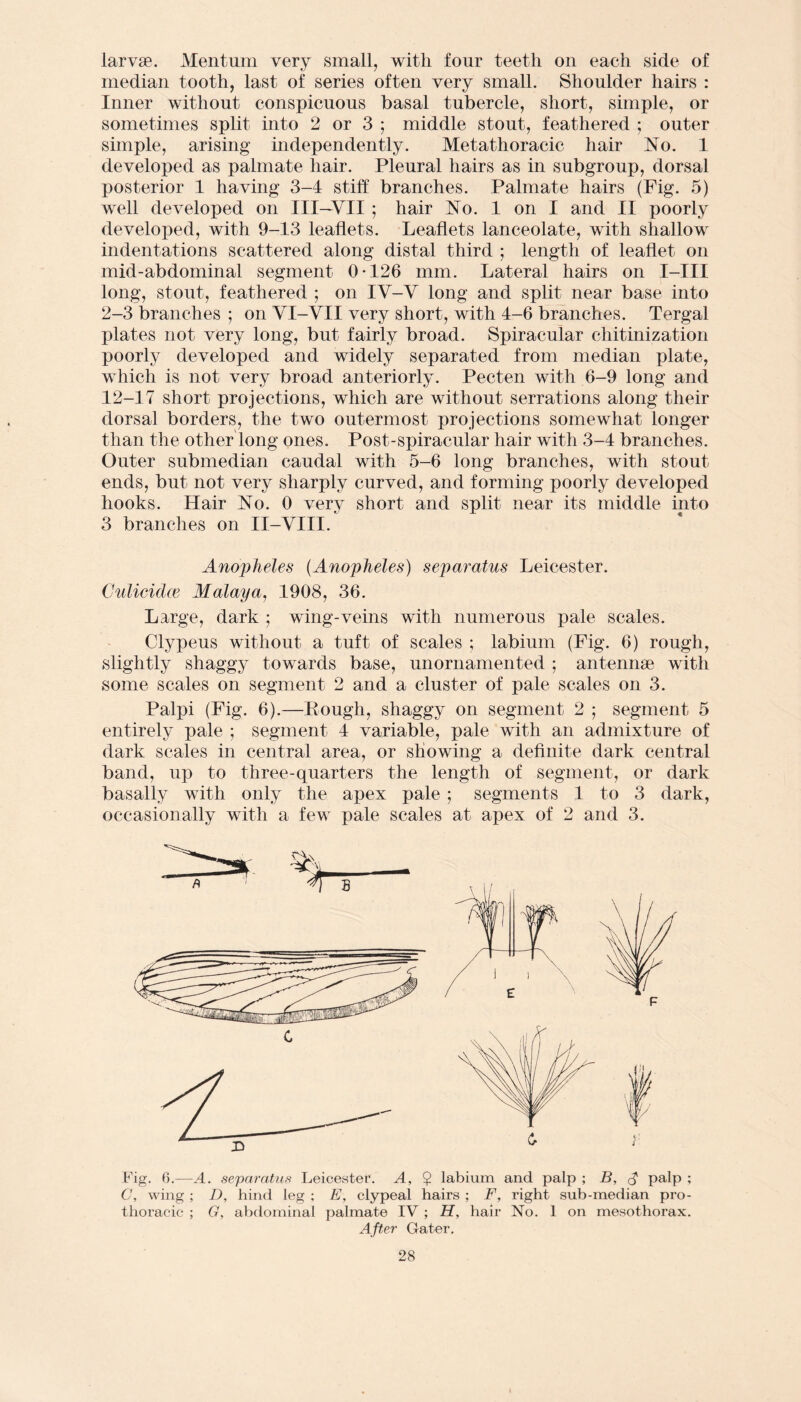 larvae. Mentum very small, with four teeth on each side of median tooth, last of series often very small. Shoulder hairs : Inner without conspicuous basal tubercle, short, simple, or sometimes split into 2 or 3; middle stout, feathered ; outer simple, arising independently. Metathoracic hair No. 1 developed as palmate hair. Pleural hairs as in subgroup, dorsal posterior 1 having 3-4 stiff branches. Palmate hairs (Fig. 5) well developed on III—VII ; hair No. 1 on I and II poorly developed, with 9-13 leaflets. Leaflets lanceolate, with shallow indentations scattered along distal third ; length of leaflet on mid-abdominal segment 0*126 mm. Lateral hairs on I-III long, stout, feathered ; on IV-V long and split near base into 2-3 branches ; on VI-VII very short, with 4-6 branches. Tergal plates not very long, but fairly broad. Spiraeular chitinization poorly developed and widely separated from median plate, which is not very broad anteriorly. Pecten with 6-9 long and 12-17 short projections, which are without serrations along their dorsal borders, the two outermost projections somewhat longer than the other long ones. Post-spiracular hair with 3-4 branches. Outer submedian caudal with 5-6 long branches, with stout- ends, but not very sharply curved, and forming poorly developed hooks. Hair No. 0 very short and split near its middle into 3 branches on II-VIII. Anopheles (Anopheles) separatus Leicester. CulicidcB Malaya, 1908, 36. Large, dark ; wing-veins with numerous pale scales. Clypeus without a tuft of scales ; labium (Fig. 6) rough, slightly shaggy towards base, unornamented ; antennae with some scales on segment 2 and a cluster of pale scales on 3. Palpi (Fig. 6).—Bough, shaggy on segment 2 ; segment 5 entirely pale ; segment 4 variable, pale with an admixture of dark scales in central area, or showing a definite dark central band, up to three-quarters the length of segment, or dark basally with only the apex pale ; segments 1 to 3 dark, occasionally with a few pale scales at apex of 2 and 3. Fig. 6.—A. separatus Leicester. A, $ labium and palp ; B, palp ; C, wing ; D, hind leg ; E, clypeal hairs ; F, right sub-median pro- thoracic ; G, abdominal palmate IV ; H, hair No. 1 on mesothorax. After Gater.
