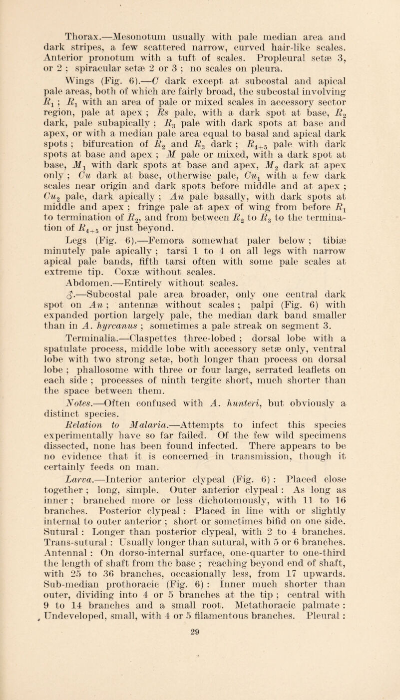 Thorax.—Mesonotum usually with pale median area and dark stripes, a few scattered narrow, curved hair-like scales. Anterior pronotum with a tuft of scales. Propleural setae 3, or 2 ; spiracular setae 2 or 3 ; no scales on pleura. Wings (Fig. 6).—G dark except at subcostal and apical pale areas, both of which are fairly broad, the subcostal involving Rx ; R± with an area of pale or mixed scales in accessory sector region, pale at apex ; Rs pale, with a dark spot at base, R2 dark, pale subapically ; R3 pale with dark spots at base and apex, or with a median pale area equal to basal and apical dark spots ; bifurcation of R2 and R3 dark ; Ri+5 pale with dark spots at base and apex ; M pale or mixed, with a dark spot at base, with dark spots at base and apex, M2 dark at apex only ; Gu dark at base, otherwise pale, GuY with a few dark scales near origin and dark spots before middle and at apex ; Gu2 pale, dark apically ; An pale basally, with dark spots at middle and apex ; fringe pale at apex of wing from before Rx to termination of R2, and from between R2 to R3 to the termina¬ tion of F4+5 or just beyond. Legs (Fig. 6).—Femora somewhat paler below ; tibiae minutely pale apically ; tarsi 1 to 4 on all legs with narrow apical pale bands, fifth tarsi often with some pale scales at extreme tip. Coxae without scales. Abdomen.—Entirely without scales. —Subcostal pale area broader, only one central dark spot on An; antennae without scales ; palpi (Fig. 6) with expanded portion largely pale, the median dark band smaller than in A. hyrcanus ; sometimes a pale streak on segment 3. Terminalia.—Claspettes three-lobed ; dorsal lobe with a spatulate process, middle lobe with accessory setae only, ventral lobe with two strong setae, both longer than process on dorsal lobe ; phallosome with three or four large, serrated leaflets on each side ; processes of ninth tergite short, much shorter than the space between them. Notes.—Often confused with A. hunteri, but obviously a distinct species. Relation to Malaria.—Attempts to infect this species experimentally have so far failed. Of the few wild specimens dissected, none has been found infected. There appears to be no evidence that it is concerned in transmission, though it certainly feeds on man. Larva.—Interior anterior clypeal (Fig. 6) : Placed close together ; long, simple. Outer anterior clypeal: As long as inner ; branched more or less dichotomously, with 11 to 16 branches. Posterior clypeal: Placed in line with or slightly internal to outer anterior ; short or sometimes bifid on one side. Sutural: Longer than posterior clypeal, with 2 to 4 branches. Trans-sutural : Usually longer than sutural, with 5 or 6 branches. Antennal : On dorso-internal surface, one-quarter to one-third the length of shaft from the base ; reaching beyond end of shaft, with 25 to 36 branches, occasionally less, from 17 upwards. Sub-median prothoracic (Fig. 6) : Inner much shorter than outer, dividing into 4 or 5 branches at the tip ; central with 9 to 14 branches and a small root. Metathoracic palmate : , Undeveloped, small, with 4 or 5 filamentous branches. Pleural :