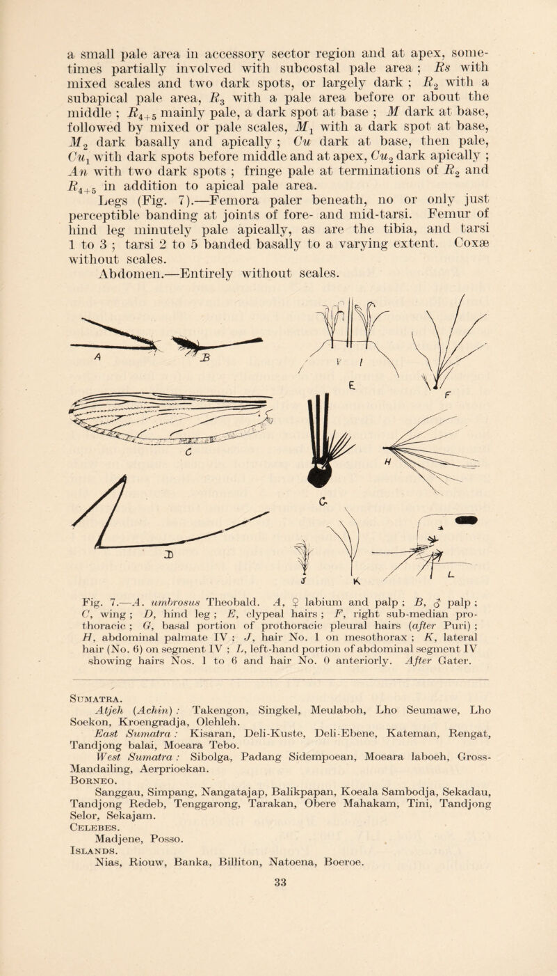 a small pale area in accessory sector region and at apex, some¬ times partially involved with subcostal pale area ; Rs with mixed scales and two dark spots, or largely dark ; R2 with a subapical pale area, R3 with a pale area before or about the middle ; J?4+5 mainly pale, a dark spot at base ; M dark at base, followed by mixed or pale scales, Mx with a dark spot at base, M2 dark basally and apically ; Cu dark at base, then pale, Cul with dark spots before middle and at apex, Cu2 dark apically ; An with two dark spots ; fringe pale at terminations of R2 and i?4+5 in addition to apical pale area. Legs (Fig. 7).—Femora paler beneath, no or only just perceptible banding at joints of fore- and mid-tarsi. Femur of hind leg minutely pale apically, as are the tibia, and tarsi 1 to 3 ; tarsi 2 to 5 banded basally to a varying extent. Coxse without scales. Abdomen.—Entirely without scales. Fig. 7.—.4. umbrosus Theobald. .4, $ labium and palp ; B, $ palp ; C, wing ; D, hind leg ; E, clypeal hairs ; F, right sub-median pro- thoracic ; G, basal portion of prothoracic pleural hairs (a fter Puri) ; H, abdominal palmate IV : J, hair No. 1 on mesothorax ; K, lateral hair (No. 6) on segment IV ; L, left-hand portion of abdominal segment IV showing hairs Nos. 1 to 6 and hair No. 0 anteriorly. After Cater. Sumatra. Atjeh (Acliin) : Takengon, Singkel, Meulaboh, Lho Seumawe, Lho Soekon, Kroengradja, Olehleh. East Sumatra: Kisaran, Deli-Kuste, Deli-Ebene, Kateman, Rengat, Tandjong balai, Moeara Tebo. West Sum atra : Sibolga, Padang Sidempoean, Moeara laboeh, Gross - Mandailing, Aerprioekan. Borneo. Sanggau, Simpang, Nangatajap, Balikpapan, Koeala Sambodja, Sekadau, Tandjong Redeb, Tenggarong, Tarakan, Obere Mahakam, Tini, Tandjong Selor, Sekajam. Celebes. Madjene, Posso. Islands. Nias, Riouw, Banka, Billiton, Natoena, Boeroe.