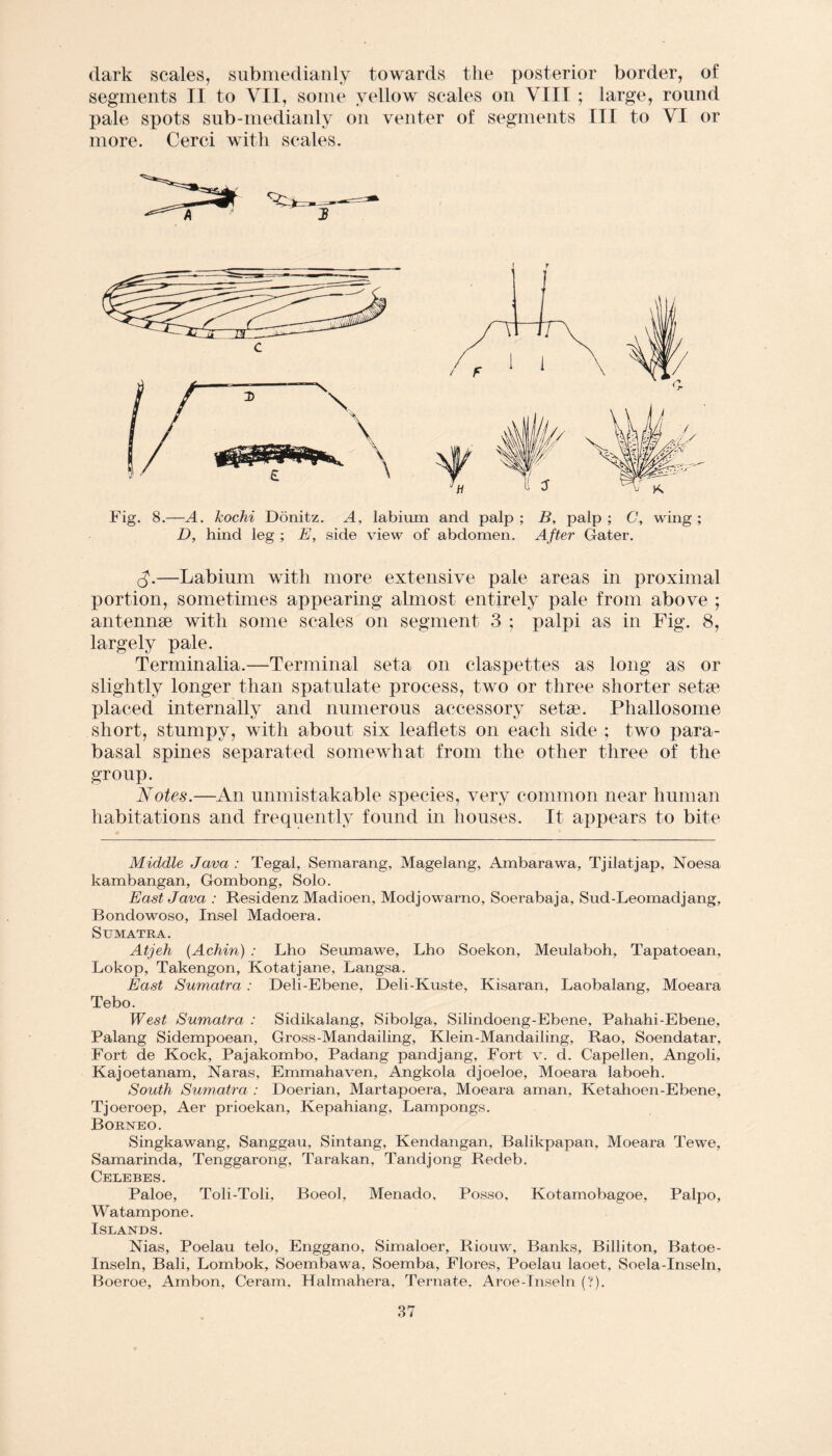 dark scales, submedianly towards the posterior border, of segments II to VII, some yellow scales on VIII ; large, round pale spots sub-medianly on venter of segments III to VI or more. Cerci with scales. Fig. 8.—A. kochi Donitz. A, labium and palp ; B, palp ; C, wing ; D, hind leg ; E, side view of abdomen. After Gater. c£.—Labium with more extensive pale areas in proximal portion, sometimes appearing almost entirely pale from above ; antennae with some scales on segment 3 ; palpi as in Fig. 8, largely pale. Terminalia.—Terminal seta on claspettes as long as or slightly longer than spatulate process, two or three shorter setae placed internally and numerous accessory setae. Phallosome short, stumpy, with about six leaflets on each side ; two para¬ basal spines separated somewhat from the other three of the group. Notes.—An unmistakable species, very common near human habitations and frequently found in houses. It appears to bite Middle Java : Tegal, Semarang, Magelang, Ambarawa, Tjilatjap, Noesa kambangan, Gombong, Solo. East Java : Residenz Madioen, Modjowarno, Soerabaja, Sud-Leomadjang, Bondowoso, Insel Madoera. Sumatra. Atjeh (Achin) : Lho Seumawe, Lho Soekon, Meulaboh, Tapatoean, Lokop, Takengon, Kotatjane, Langsa. East Sumatra : Deli-Ebene, Deli-Kuste, Kisaran, Laobalang, Moeara Tebo. West Sumatra : Sidikalang, Sibolga, Silindoeng-Ebene, Pahahi-Ebene, Palang Sidempoean, Gross-Mandailing, Klein-Mandailing, Rao, Soendatar, Fort de Kock, Pajakombo, Padang pandjang, Fort v. d. Capellen, Angoli, Kajoetanam, Naras, Emmahaven, Angkola djoeloe, Moeara laboeh. South Sumatra : Doerian, Martapoera, Moeara aman, Ketahoen-Ebene, Tjoeroep, Aer prioekan, Kepahiang, Lampongs. Borneo. Singkawang, Sanggau, Sintang, Kendangan, Balikpapan, Moeara Tewe, Samarinda, Tenggarong, Tarakan, Tandjong Redeb. Celebes. Paloe, Toli-Toli, Boeol, Menado, Posso, Kotamobagoe, Palpo, Watampone. Islands. Nias, Poelau telo, Enggano, Simaloer, Riouw, Banks, Billiton, Batoe- Inseln, Bali, Lombok, Soembawa, Soemba, Flores, Poelau laoet, Soela-Inseln, Boeroe, Ambon, Ceram. Halmahera, Ternate, Aroe-Inseln (?).