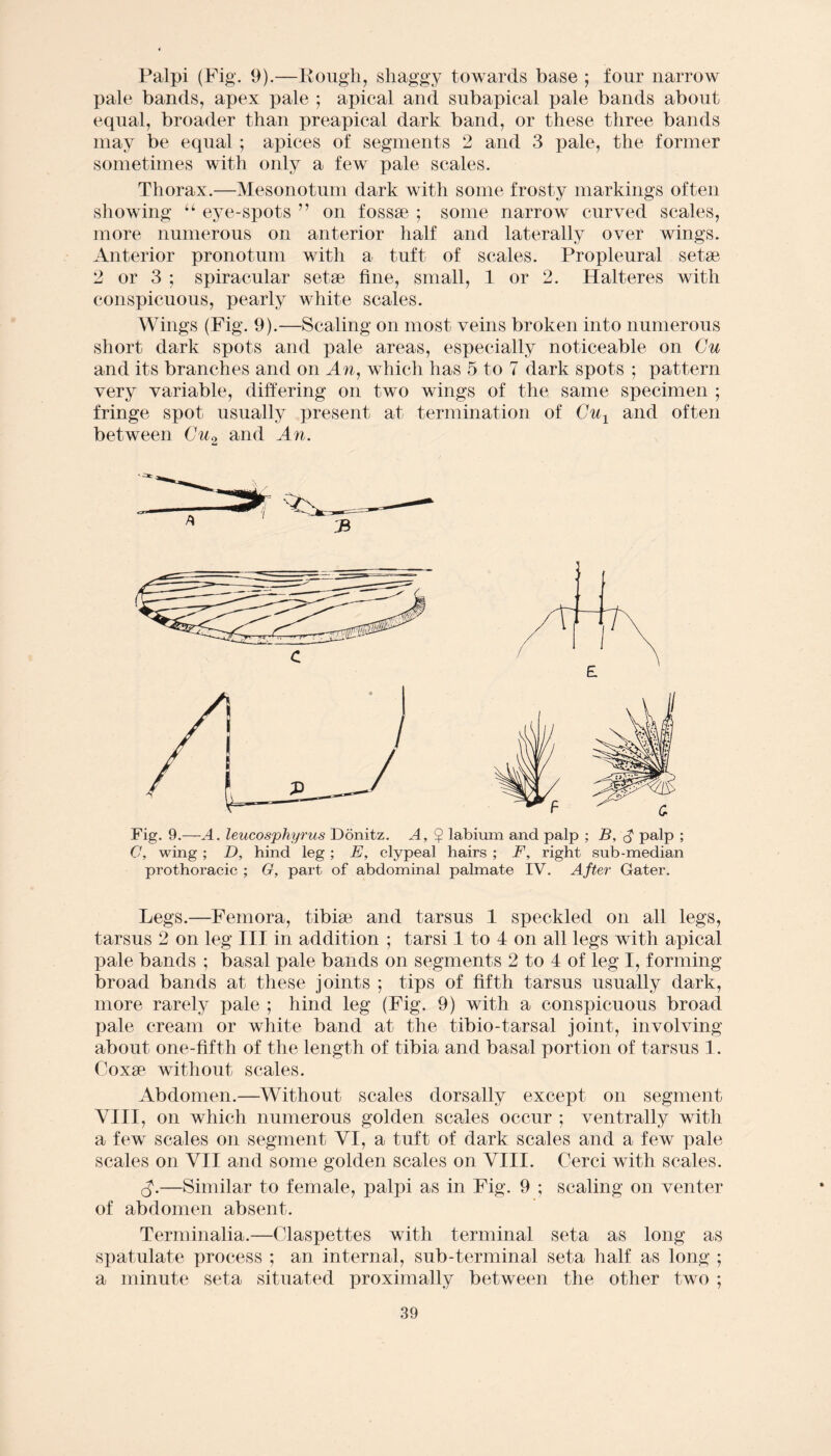 Palpi (Fig. 9).—Rough, shaggy towards base ; four narrow pale bands, apex pale ; apical and subapical pale bands about equal, broader than preapical dark band, or these three bands may be equal ; apices of segments 2 and 3 pale, the former sometimes with only a few pale scales. Thorax.—Mesonotum dark with some frosty markings often showing “ eye-spots ” on fossae ; some narrow curved scales, more numerous on anterior half and laterally over wings. Anterior pronotum with a tuft of scales. Propleural setae 2 or 3 ; spiracular setae fine, small, 1 or 2. Halteres with conspicuous, pearly white scales. Wings (Fig. 9).—Scaling on most veins broken into numerous short dark spots and pale areas, especially noticeable on Gu and its branches and on An, which has 5 to 7 dark spots ; pattern very variable, differing on two wings of the same specimen ; fringe spot usually present at termination of Gux and often between Cu2 and An. Fig. 9.—A. leucosphyrus Donitz. A, $ labium and palp ; B, $ palp ; C, wing ; D, hind leg ; E, clypeal hairs ; F, right sub-median prothoracic ; G, part of abdominal palmate IV. After Gater. Legs.—Femora, tibiae and tarsus 1 speckled on all legs, tarsus 2 on leg III in addition ; tarsi 1 to 4 on all legs with apical pale bands ; basal pale bands on segments 2 to 4 of leg I, forming broad bands at these joints ; tips of fifth tarsus usually dark, more rarely pale ; hind leg (Fig. 9) with a conspicuous broad pale cream or white band at the tibio-tarsal joint, involving about one-fifth of the length of tibia and basal portion of tarsus 1. Coxae without scales. Abdomen.—Without scales dorsally except on segment VIII, on which numerous golden scales occur ; ventrally with a few scales on segment VI, a tuft of dark scales and a few pale scales on VII and some golden scales on VIII. Cerci with scales. —Similar to female, palpi as in Fig. 9 ; scaling on venter of abdomen absent. Terminalia.—Olaspettes with terminal seta as long as spatulate process ; an internal, sub-terminal seta half as long ; a minute seta situated proximally between the other two ;