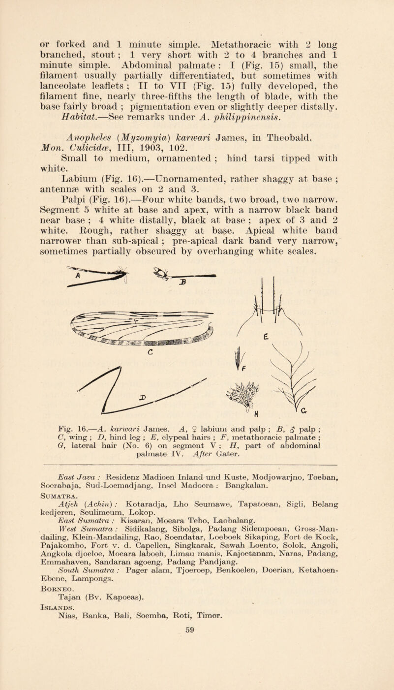 or forked and 1 minute simple. Metathoracic with 2 long branched, stout ; 1 very short with 2 to 4 branches and 1 minute simple. Abdominal palmate : I (Fig. 15) small, the filament usually partially differentiated, but sometimes with lanceolate leaflets ; II to YII (Fig. 15) fully developed, the filament fine, nearly three-fifths the length of blade, with the base fairly broad ; pigmentation even or slightly deeper distally. Habitat.—See remarks under A. philippinensis. Anopheles (Myzomyia) karwari James, in Theobald. Mon. Culicidce, III, 1903, 102. Small to medium, ornamented ; hind tarsi tipped with white. Labium (Fig. 16).—Unornamented, rather shaggy at base ; antennse with scales on 2 and 3. Palpi (Fig. 16).—Four white bands, two broad, two narrow. Segment 5 white at base and apex, with a narrow black band near base ; 4 white distally, black at base ; apex of 3 and 2 white. Eough, rather shaggy at base. Apical white band narrower than sub-apical; pre-apical dark band very narrow, sometimes partially obscured by overhanging white scales. Fig. 16.—A. karwari James. A, $ labium and palp ; B, <$ palp ; C, wing ; D, hind leg ; E, clypeal hairs ; F, metathoracic palmate ; G, lateral hair (No. 6) on segment V ; H, part of abdominal palmate IV. After Gater. East Java : Residenz Madioen Inland und Kuste, Modjowarjno, Toeban, Soerabaja, Sud-Loemadjang, Insel Madoera : Bangkalan. Sumatra. Atjeh (Achin) : Kotaradja, Lho Seumawe, Tapatoean, Sigli, Belang kedjeren, Seulimeum, Lokop. East Sumatra : Kisaran, Moeara Tebo, Laobalang. West Sumatra : Sidikalang, Sibolga, Padang Sidempoean, Gross-Man- dailing, Klein-Mandailing, Rao, Soendatar, Loeboek Sikaping, Fort de Kock, Pajakombo, Fort v. d. Capellen, Singkarak, Sawah Loento, Solok, Angoli, Angkola djoeloe, Moeara laboeh, Limau manis, Kajoetanam, Naras, Padang, Emmahaven, Sandaran agoeng, Padang Pandjang. South Sumatra : Pager alam, Tjoeroep, Benkoelen, Doerian, Ketahoen- Ebene, Lampongs. Borneo. Taj an (Bv. Kapoeas). Islands. Nias, Banka, Bali, Soemba, Roti, Timor.