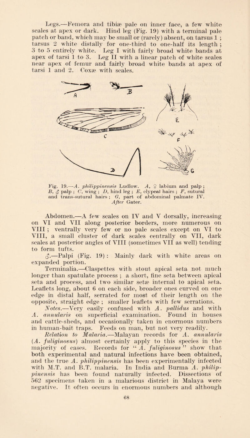Legs.—Femora and tibiae pale on inner face, a few white scales at apex or dark. Hind leg (Fig. 19) with a terminal pale patch or band, which may be small or (rarely) absent, on tarsus 1 ; tarsus 2 white distally for one-third to one-half its length ; 3 to 5 entirely white. Leg I with fairly broad white bands at apex of tarsi 1 to 3. Leg II with a linear patch of white scales near apex of femur and fairly broad white bands at apex of tarsi 1 and 2. Coxae with scales. Fig. 19.—A. philippinensis Ludlow. A, $ labium and palp ; B, d palp ; C, wing ; D, hind leg ; E, clypeal hairs ; F, sutural and trans-sutural hairs ; G, part of abdominal palmate IV. After Gater. Abdomen.—A few scales on IY and Y dorsally, increasing on YI and VII along posterior borders, more numerous on VIII ; ventrally very few or no pale scales except on YI to VIII, a small cluster of dark scales centrally on VII, dark scales at posterior angles of VIII (sometimes VII as well) tending to form tufts. c£.—Palpi (Fig. 19) : Mainly dark with white areas on expanded portion. Terminalia.—Claspettes with stout apical seta not much longer than spatulate process ; a short, fine seta between apical seta and process, and two similar setae internal to apical seta. Leaflets long, about 6 on each side, broader ones curved on one edge in distal half, serrated for most of their length on the opposite, straight edge ; smaller leaflets with few serrations. Notes.—Very easily confused with A. pallidus and with A. annularis on superficial examination. Found in houses and cattle-sheds, and occasionally taken in enormous numbers in human-bait traps. Feeds on man, but not very readily. Relation to Malaria.—Malayan records for A. annularis {A. fuliginosus) almost certainly apply to this species in the majority of cases. Records for u A. fuliginosus ” show that both experimental and natural infections have been obtained, and the true A. philippinensis has been experimentally infected with M.T. and B.T. malaria. In India and Burma A. philip¬ pinensis has been found naturally infected. Dissections of 562 specimens taken in a malarious district in Malaya were negative. It often occurs in enormous numbers and although