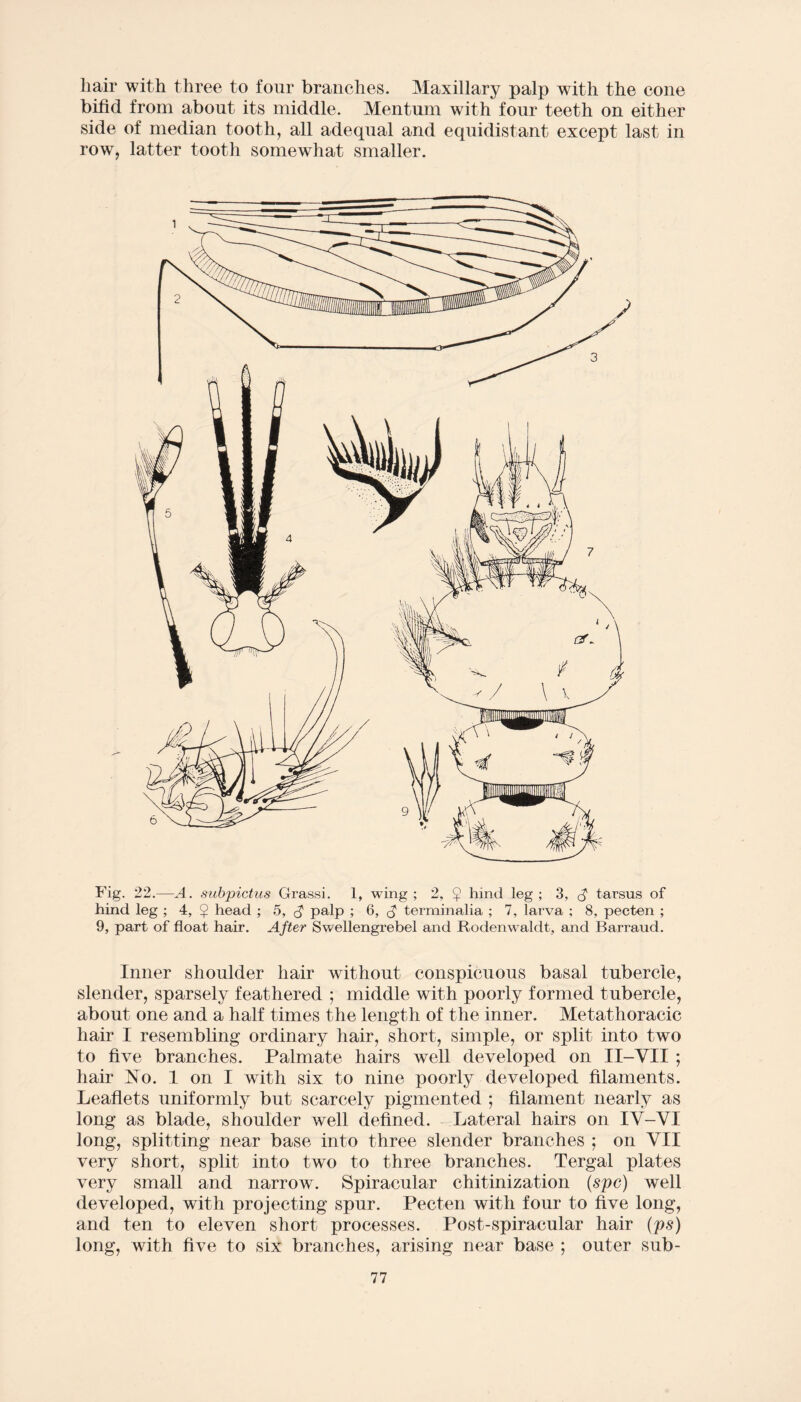 liair with three to four branches. Maxillary palp with the cone bifid from about its middle. Mentum with four teeth on either side of median tooth, all adequal and equidistant except last in row, latter tooth somewhat smaller. Fig. 22.—A. subpictus Grassi. 1, wing ; 2, $ hind leg ; 3, $ tarsus of hind leg ; 4, £ head ; 5, <$ palp ; 6, <$ terminalia ; 7, larva ; 8, pecten ; 9, part of float hair. After Swellengrebel and Rodenwaldt, and Barraud. Inner shoulder hair without conspicuous basal tubercle, slender, sparsely feathered ; middle with poorly formed tubercle, about one and a half times the length of the inner. Metathoracic hair I resembling ordinary hair, short, simple, or split into two to five branches. Palmate hairs well developed on II-VII ; hair No. 1 on I with six to nine poorly developed filaments. Leaflets uniformly but scarcely pigmented ; filament nearly as long as blade, shoulder well defined. Lateral hairs on IY-YI long, splitting near base into three slender branches ; on YII very short, split into two to three branches. Tergal plates very small and narrow. Spiracular chitinization (spc) well developed, with projecting spur. Pecten with four to five long, and ten to eleven short processes. Post-spiracular hair (ps) long, with five to six branches, arising near base ; outer sub-