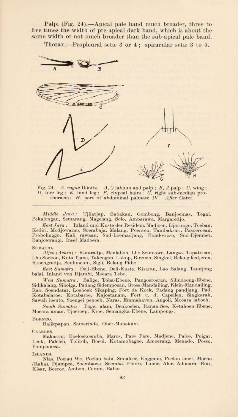 Palpi (Fig. 24).—Apical pale band much broader, three to live times the width of pre-apical dark band, which is about the same width or not much broader than the sub-apical pale band. Thorax.—Propleural setae 3 or 4 ; spiracular setae 3 to 5. Fig. 24.—A. vagus Donitz. A, 9 labium and palp ; B, palp ; C, wing ; D, fore leg ; E, hind leg ; F, clypeal hairs ; G, right sub-median pro- thoracic ; H, part of abdominal palmate IV. After Gater. Middle Java: Tjilatjap, Babakan, Gombong, Banjoemas, Tegal, Pekalongan, Semarang, Magelang, Solo, Ambarawa, Margaredjo. East Java : Inland und Kuste der Residenz Madioen, Djatirogo, Toeban, Kediri, Modjowarno, Soerabaja, Malang, Poenten, Tambaksari, Pasoeroean, Probolinggo, Kali rawaan, Sud-Loemadjang, Bondowoso, Sud-Djember, Banjoewangi, Insel Madoera. Sumatra. Atjek [Achin') : Kotaradja, Meulaboh, Lho Seumawe, Langsa, Tapatoean, Lho Soekon, Kota Tjane, Takengon, Lokop, Bireuen, Singkel, Belang kedjeren, Kroengradja, Seulimeum, Sigli, Belang Pidie. East Sumatra : Deli-Ebene, Deli-Kuste, Kisaran, Lao Balang, Tandjong balai, Inland von Djambi, Moeara Tebo. West Sumatra : Balige, Toba-Ebene, Pangoeroeran, Silindoeng-Ebene, Sidikalang, Sibolga, Padang Sidempoean, Gross-Mandailing, Klein-Mandailing, Rao, Soendatar, Loeboek Sikaping, Fort de Kock, Padang pandjang, Pad. Kotabalaroe, Kotabaroe, Kajoetanam, Fort v. d. Capellen, Singkarak, Sawah loento, Soengei penoeh, Naras, Emmahaven, Angoli, Moeara laboeh. South Sumatra : Pager alam, Benkoelen, Ranau-See, Ketahoen-Ebene, Moeara aman, Tjoeroep, Kroe, Semangka-Ebene, Lampongs. Borneo. Balikpapan, Samarinda, Ober-Mahakam. Celebes. Makassar, Boeloekoemba, Maros, Pare Pare, Madjene, Paloe, Poigar, Leok, Paleleh, Tolitoli, Boeol, Kotamobagoe, Amoerang, Menado, Posso, Pampanoea. Islands. Nias, Poelau We, Poelau babi, Simaloer, Enggano, Poelau laoet, Moena (Raha), Djampea, Soembawa, Soemba, Flores, Timor, Alor, Adonara, Roti, Kisar, Boeroe, Ambon, Ceram, Babar.