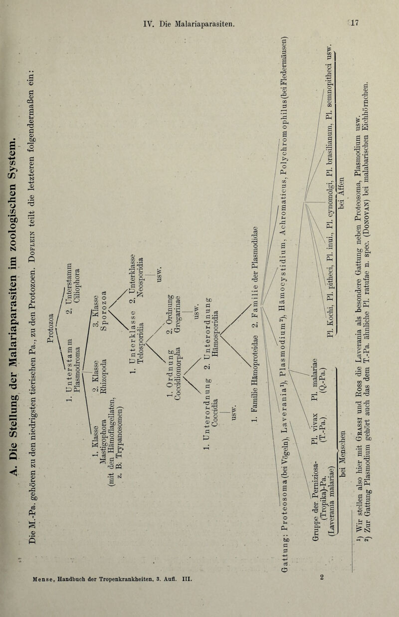 A. Die Stellung der Malariaparasiten im zoologischen System. Die M.-Pa. gehören zu den niedrigsten tierischen Pa., zu den Protozoen. Doflein teilt die letzteren folgendermaßen ein: Protozoa