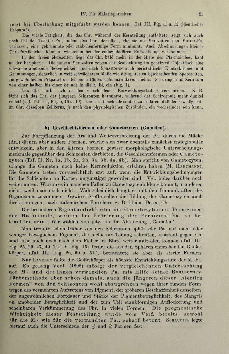 jetzt bei Überfärbung mitgefärbt werden können. Taf. III, Fig. 11 u. 12 (identisches Präparat). Die vitale Tätigkeit, die das Chr. während der Kernteilung entfaltete, zeigt sich auch noch bei den Tochter-Pa., indem das Chr. derselben, ehe sie als Merozoiten den Mutter-Pa. verlassen, eine gekrümmte oder stäbchenförmige Form annimmt. Auch Abschnürungen kleiner Chr.-Partikelchen können, wie schon bei der endoglobulären Entwicklung, Vorkommen. In den freien Merozoiten liegt das Chr. bald mehr in der Mitte des Plasmaleibes, bald an der Peripherie. Die jungen Merozoiten zeigen bei Beobachtung im geheizteif Objekttisch eine schwache amöboide Beweglichkeit und nach Schaudinn auch peristaltische Kontraktionen und Krümmungen, sicherlich in weit schwächerem Maße wie die später zu beschreibenden Sporozoiten. Im gewöhnlichen Präparat des lebenden Blutes sieht man davon nichts. Sie dringen im Zeitraum von einer halben bis einer Stunde in die r. Bl. ein (Fig. 1). Das Chr. färbt sich in den verschiedenen Entwicklungsstadien verschieden. Z. B. färbt sich das Chr. der jüngeren Schizonten karminrot, während der Schizogonie mehr dunkel violett (vgl. Taf. III, Fig. 5, 16 u. 19). Diese Unterschiede sind so zu erklären, daß der Eiweißgehalt im Chr. desselben Zellkerns, je nach den physiologischen Zuständen, ein wechselnder sein kann. b) Geschlechtsformen oder Gametozyten (Gameten). Zur Fortpflanzung der Art und Weiterverbreitung der Pa. durch die Mücke (An.) dienen aber andere Formen, welche sich zwar ebenfalls zunächst endoglobulär entwickeln, aber in den älteren Formen gewisse morphologische Unterscheidungs¬ merkmale gegenüber den Schizonten darbieten, die Geschlechtsformen oder Gameto¬ zyten (Taf. II, Nr. la, lb, 2a, 2b, 3a, 3b, 4a, 4b). Man spricht von Gametozyten, solange die Gameten noch keine Kernreduktion erfahren haben (M. Hartmann). Die Gameten treten voraussichtlich erst auf, wenn die Entwicklungsbedingungen für die Schizonten im Körper ungünstiger geworden sind. Vgl. indes darüber noch weiter unten. Warum es in manchen Fällen zu Gametozytenbildung kommt, in anderen nicht, weiß man noch nicht. Wahrscheinlich hängt es mit den Immunkräften des Organismus zusammen. Gewisse Stoffe sollen die Bildung der Gametozyten auch direkt anregen, nach italienischen Forschern z. B. kleine Dosen Ch. Die besonderen Eigentümlichkeiten der Gametozyten der Perniziosa, der Halbmonde, werden bei Erörterung der Perniziosa-Pa. zu be¬ trachten sein. Wir wählen von jetzt an die Abkürzung „Gameten“. Man trennte schon früher von den Schizonten sphärische Pa. mit mehr oder weniger beweglichem Pigment, die nicht zur Teilung schreiten, resistent gegen Ch. sind, also auch noch nach dem Fieber im Blute weiter auftreten können (Taf. III, Fig. 25, 29, 47, 49, Taf. V, Fig. 15), ferner die aus den Sphären entstehenden Geißel¬ körper, (Taf. III, Fig. 26, 50 u. 51.), betrachtete sie aber als sterile Formen. Nur Laveran faßte die Geißelkörper als höchste Entwicklungsstufe der M.-Pa. auf. Es gelang Verf. (1898) infolge der vergleichenden Untersuchung der M.- und der ihnen verwandten Pa. mit Hilfe seiner Romanowsky- Färbemethode aber schon damals, auch die jüngeren dieser „sterilen Formen“ von den Schizonten wohl abzugrenzen wegen ihrer runden Form, wegen des vermehrten Auftretens von Pigment, der gröberen Beschaffenheit desselben, der ungewöhnlichen Fortdauer und Stärke der Pigmentbeweglichkeit, des Mangels an amöboider Beweglichkeit und der zum Teil staubförmigen Auflockerung und scheinbaren Verkümmerung des Chr. in vielen Formen. Die prognostische Wichtigkeit dieser Feststellung wurde vom Verf. bereits, sowohl für die M.- wie für die verwandten Pa., scharf betont. Schaudinn legte hierauf auch die Unterschiede der <$ und $ Formen fest.