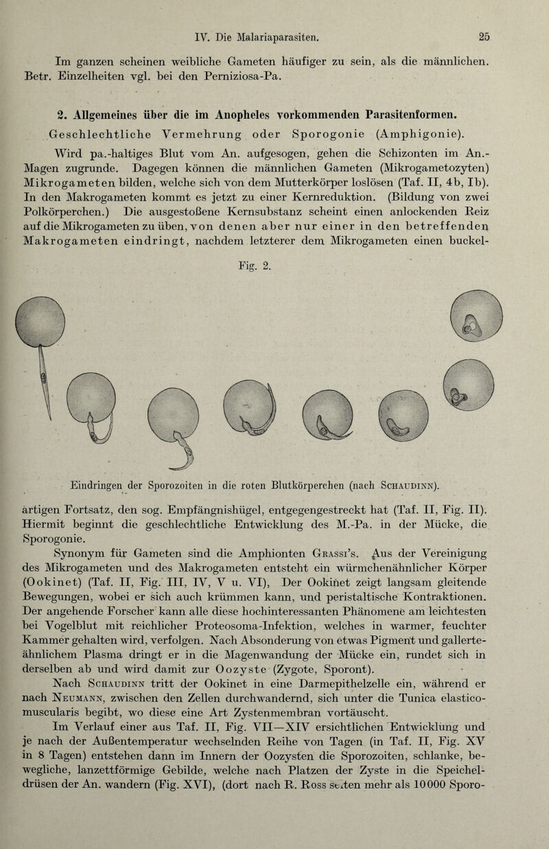 Im ganzen scheinen weibliche Gameten häufiger zu sein, als die männlichen. Betr. Einzelheiten vgl. bei den Perniziosa-Pa. 2. Allgemeines über die im Anopheles vorkommenden Parasitenformen. Geschlechtliche Vermehrung oder Sporogonie (Amphigonie). Wird pa.-haltiges Blut vom An. aufgesogen, gehen die Schizonten im An.- Magen zugrunde. Dagegen können die männlichen Gameten (Mikrogametozyten) Mikrogameten bilden, welche sich von dem Mutterkörper loslösen (Taf. II, 4b, Ib). In den Makrogameten kommt es jetzt zu einer Kernreduktion. (Bildung von zwei Polkörperchen.) Die ausgestoßene Kernsubstanz scheint einen anlockenden Reiz auf die Mikrogameten zu üben, von denen aber nur einer in den betreffenden Makrogameten eindringt, nachdem letzterer dem Mikrogameten einen buckel- Fig. 2. Eindringen der Sporozoiten in die roten Blutkörperchen (nach Schaudinn). artigen Fortsatz, den sog. Empfängnishügel, entgegengestreckt hat (Taf. II, Fig. II). Hiermit beginnt die geschlechtliche Entwicklung des M.-Pa. in der Mücke, die Sporogonie. Synonym für Gameten sind die Amphionten Grassi’s. ^.us der Vereinigung des Mikrogameten und des Makrogameten entsteht ein würmchenähnlicher Körper (Ookinet) (Taf. II, Eig. III, IV, V u. VI), Der Ookiiiet zeigt langsam gleitende Bewegungen, wobei er sich auch krümmen kann, und peristaltische Kontraktionen. Der angehende Forscher kann alle diese hochinteressanten Phänomene am leichtesten bei Vogelblut mit reichlicher Proteosoma-Infektion, welches in warmer, feuchter Kammer gehalten wird, verfolgen. Nach Absonderung von etwas Pigment und gallerte¬ ähnlichem Plasma dringt er in die Magenwandung der Mücke ein, rundet sich in derselben ab und wird damit zur Oozyste (Zygote, Sporont). Nach Schaudinn tritt der Ookinet in eine Darmepithelzelle ein, während er nach Neumann, zwischen den Zellen durchwandernd, sich unter die Tunica elastico- muscularis begibt, wo diese eine Art Zystenmembran vortäuscht. Im Verlauf einer aus Taf. II, Fig. VII—XIV ersichtlichen Entwicklung und je nach der Außentemperatur wechselnden Reihe von Tagen (in Taf. II, Fig. XV in 8 Tagen) entstehen dann im Innern der Oozysten die Sporozoiten, schlanke, be¬ wegliche, lanzettförmige Gebilde, welche nach Platzen der Zyste in die Speichel¬ drüsen der An. wandern (Fig. XVI), (dort nach R. Ross steten mehr als 10000 Sporo-