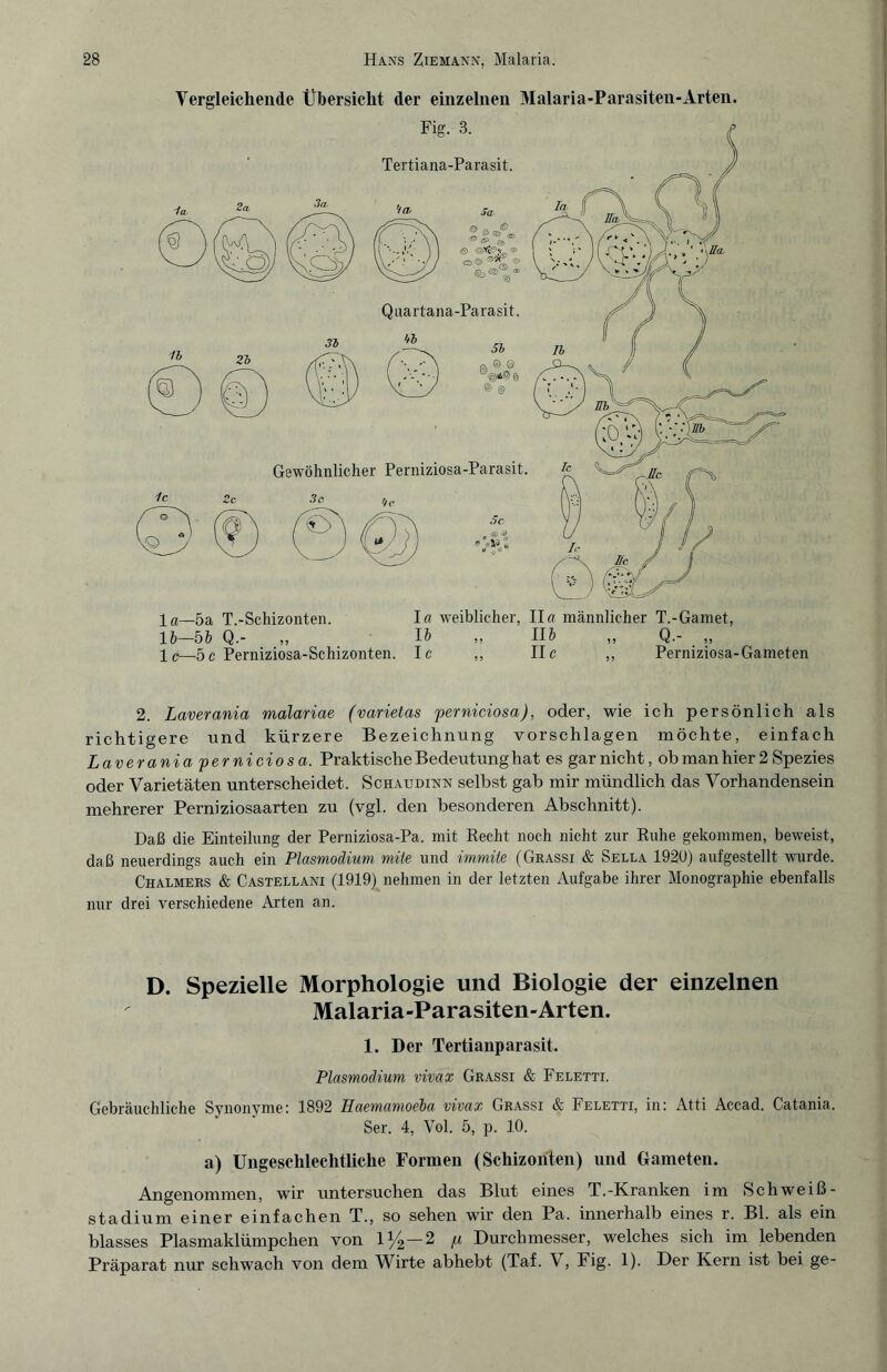 Vergleichende Übersicht der einzelnen Malaria-Parasiten-Arten. Fig. 3. Tertiana-Parasit. Gewöhnlicher Perniziosa-Parasit. Sc m <3) ö <9 ®*3 Ä la—5a T.-Schizonten. I« weiblicher, Hfl männlicher T.-Gamet, 16—bi Q.- „ 16 „ II6 „ Q.- „ lc—5 c Perniziosa-Schizonten. Ic ,, II c ,, Perniziosa-Gameten 2. Laverania malariae (varietas perniciosa), oder, wie ich persönlich als richtigere und kürzere Bezeichnung vorschlagen möchte, einfach Laverania perniciosa. Praktische Bedeutung hat es gar nicht, ob man hier 2 Spezies oder Varietäten unterscheidet. Schaudinn selbst gab mir mündlich das Vorhandensein mehrerer Perniziosaarten zu (vgl. den besonderen Abschnitt). Daß die Einteilung der Perniziosa-Pa. mit Recht noch nicht zur Ruhe gekommen, beweist, daß neuerdings auch ein Plasmodium mite und immite (Grassi & Sella 1920) aufgestellt wurde. Chalmers & Castellani (1919) nehmen in der letzten Aufgabe ihrer Monographie ebenfalls nur drei verschiedene Arten an. D. Spezielle Morphologie und Biologie der einzelnen Malaria-Parasiten-Arten. 1. Der Tertianparasit. Plasmodium vivax Grassi & Feletti. Gebräuchliche Synonyme: 1892 Haemamoeba vivax Grassi & Feletti, in: Atti Accad. Catania. Ser. 4, Vol. 5, p. 10. a) Ungeschlechtliche Formen (Schizoiden) und Gameten. Angenommen, wir untersuchen das Blut eines T.-Kranken im Schweiß¬ stadium einer einfachen T., so sehen wir den Pa. innerhalb eines r. Bl. als ein blasses Plasmaklümpchen von 1%—2 p Durchmesser, welches sich im lebenden Präparat nur schwach von dem Wirte abhebt (Taf. V, Fig. 1). Der Kern ist bei ge-