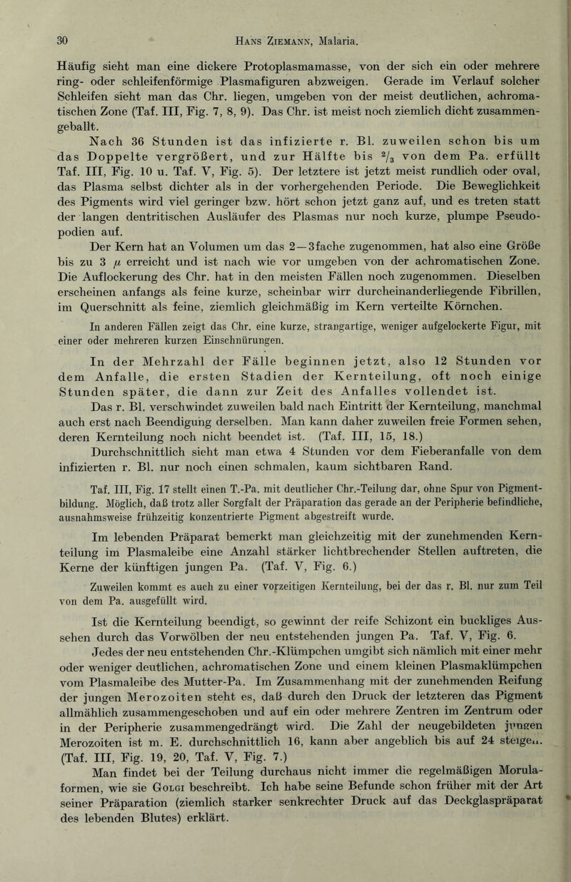 Häufig sieht man eine dickere Protoplasmamasse, von der sich ein oder mehrere ring- oder schleifenförmige Plasmafiguren abzweigen. Gerade im Verlauf solcher Schleifen sieht man das Chr. liegen, umgeben von der meist deutlichen, achroma¬ tischen Zone (Taf. III, Fig. 7, 8, 9). Das Chr. ist meist noch ziemlich dicht zusammen¬ geballt. Nach 36 Stunden ist das infizierte r. Bl. zuweilen schon bis um das Doppelte vergrößert, und zur Hälfte bis 2/3 von dem Pa. erfüllt Taf. III, Fig. 10 u. Taf. V, Fig. 5). Der letztere ist jetzt meist rundlich oder oval, das Plasma selbst dichter als in der vorhergehenden Periode. Die Beweglichkeit des Pigments wird viel geringer bzw. hört schon jetzt ganz auf, und es treten statt der langen dentritischen Ausläufer des Plasmas nur noch kurze, plumpe Pseudo¬ podien auf. Der Kern hat an Volumen um das 2 —3fache zugenommen, hat also eine Größe bis zu 3 [x erreicht und ist nach wie vor umgeben von der achromatischen Zone. Die Auflockerung des Chr. hat in den meisten Fällen noch zugenommen. Dieselben erscheinen anfangs als feine kurze, scheinbar wirr durcheinanderliegende Fibrillen, im Querschnitt als feine, ziemlich gleichmäßig im Kern verteilte Körnchen. In anderen Fällen zeigt das Chr. eine kurze, strangartige, weniger aufgelockerte Figur, mit einer oder mehreren kurzen Einschnürungen. In der Mehrzahl der Fälle beginnen jetzt, also 12 Stunden vor dem Anfalle, die ersten Stadien der Kernteilung, oft noch einige Stunden später, die dann zur Zeit des Anfalles vollendet ist. Das r. Bl. verschwindet zuweilen bald nach Eintritt der Kernteilung, manchmal auch erst nach Beendigung derselben. Man kann daher zuweilen freie Formen sehen, deren Kernteilung noch nicht beendet ist. (Taf. III, 15, 18.) Durchschnittlich sieht man etwa 4 Stunden vor dem Fieberanfalle von dem infizierten r. Bl. nur noch einen schmalen, kaum sichtbaren Rand. Taf. III, Fig. 17 stellt einen T.-Pa. mit deutlicher Chr.-Teilung dar, ohne Spur von Pigment¬ bildung. Möglich, daß trotz aller Sorgfalt der Präparation das gerade an der Peripherie befindliche, ausnahmsweise frühzeitig konzentrierte Pigment abgestreift wurde. Im lebenden Präparat bemerkt man gleichzeitig mit der zunehmenden Kern¬ teilung im Plasmaleibe eine Anzahl stärker lichtbrechender Stellen auftreten, die Kerne der künftigen jungen Pa. (Taf. V, Fig. 6.) Zuweilen kommt es auch zu einer vorzeitigen Kernteilung, bei der das r. Bl. nur zum Teil von dem Pa. ausgefüllt wird. Ist die Kernteilung beendigt, so gewinnt der reife Schizont ein buckliges Aus¬ sehen durch das Vorwölben der neu entstehenden jungen Pa. Taf. V, Fig. 6. Jedes der neu entstehenden Chr.-Klümpchen umgibt sich nämlich mit einer mehr oder weniger deutlichen, achromatischen Zone und einem kleinen Plasmaklümpchen vom Plasmaleibe des Mutter-Pa. Im Zusammenhang mit der zunehmenden Reifung der jungen Merozoiten steht es, daß durch den Druck der letzteren das Pigment allmählich zusammengeschoben und auf ein oder mehrere Zentren im Zentrum oder in der Peripherie zusammengedrängt wird. Die Zahl der neugebildeten jungen Merozoiten ist m. E. durchschnittlich 16, kann aber angeblich bis auf 24 steige**. (Taf. III, Fig. 19, 20, Taf. V, Fig. 7.) Man findet bei der Teilung durchaus nicht immer die regelmäßigen Morula¬ formen, wie sie Golgi beschreibt. Ich habe seine Befunde schon früher mit der Art seiner Präparation (ziemlich starker senkrechter Druck auf das Deckglaspräparat des lebenden Blutes) erklärt.