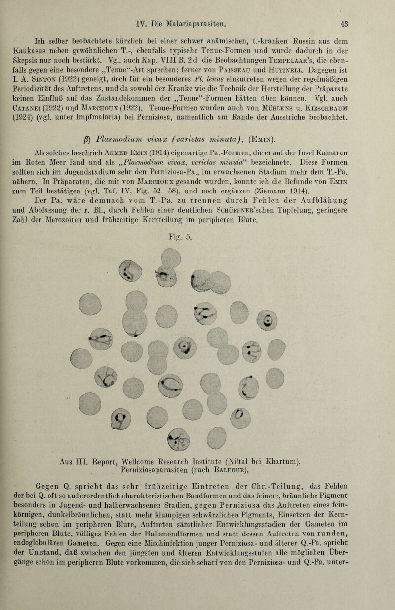 Ich selber beobachtete kürzlich bei einer schwer anämischen, t.-kranken Russin aus dem Kaukasus neben gewöhnlichen T.-, ebenfalls typische Tenue-Formen und wurde dadurch in der Skepsis nur noch bestärkt. Vgl. auch Kap. VIII B. 2d die Beobachtungen Tempelaar’s, die eben¬ falls gegen eine besondere „Tenne“-Art sprechen; ferner von Paisseau und Hutinele. Dagegen ist I. A. Sinton (1922) geneigt, doch für ein besonderes PI. tenue einzutreten wegen der regelmäßigen Periodizität des Auftretens, und da sowohl der Kranke wie die Technik der Herstellung der Präparate keinen Einfluß auf das Zustandekommen der ,,Tenue“-Formen hätten üben können. Vgl. auch Catanei (1922) upd Marchoux (1922). Tenue-Formen wurden auch von Mühlens u. Kirschbaum (1924) (vgl. unter Impfmalaria) bei Perniziosa, namentlich am Rande der Ausstriche beobachtet. ß) Plasmodium vivax (varietas minuta), (Emin). Als solches beschrieb Ahmed Emin (1914) eigenartige Pa.-Formen, die er auf der Insel Kamaran im Roten Meer fand und als „Plasmodium vivax, varietas minutau bezeiehnete. Diese Formen sollten sich im Jugendstadium sehr den Perniziosa-Pa., im erwachsenen Stadium mehr dem T.-Pa. nähern. In Präparaten, die mir von Marchoux gesandt wurden, konnte ich die Befunde von Emin zum Teil bestätigen (vgl. Taf. IV, Fig. 52—58), und noch ergänzen (Ziemann 1914). Der Pa. wäre demnach vom T.-Pa. zu trennen durch Fehlen der Aufblähung und Abblassung der r. Bl., durch Fehlen einer deutlichen ScHÜFFNER’schen Tüpfelung, geringere Zahl der Merozoiten und frühzeitige Kernteilung im peripheren Blute. Fig. 5. Aus III. Report, Wellcome Research Institute (Niltal bei Khartum). Perniziosaparasiten (nach Balfour). Gegen Q. spricht das sehr frühzeitige Eintreten der Chr.-Teilung, das Fehlen der bei Q. oft so außerordentlich charakteristischen Bandformen und das feineie, bräunliche Pigment besonders in Jugend- und halberwachsenen Stadien, gegen Perniziosa das Auftreten eines fein¬ körnigen, dunkelbräunlichen, statt mehr klumpigen schwärzlichen Pigments, Einsetzen der Kern¬ teilung schon im peripheren Blute, Auftreten sämtlicher Entwicklungsstadien der Gameten im peripheren Blute, völliges Fehlen der Halbmondformen und statt dessen Auftreten von runden, endoglobulären Gameten. Gegen eine Mischinfektion junger Perniziosa- und älterer Q.-Pa. spricht der Umstand, daß zwischen den jüngsten und älteren Entwicklungsstufen alle möglichen Über¬ gänge schon im peripheren Blute Vorkommen, die sich scharf von den Perniziosa- und Q.-Pa. unter-