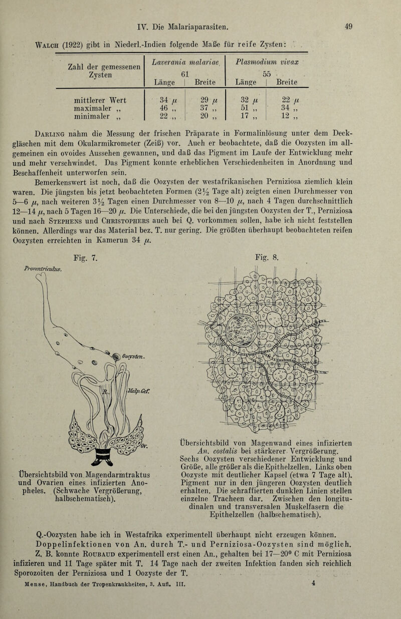 Walch (1922) gibt in Niederl.-Indien folgende Maße für reife Zysten: Zahl der gemessenen Zysten Laverania malariae 61 Länge | Breite Plasmodi 5 Länge um vivax 5 Breite mittlerer Wert maximaler ,, minimaler ,, 34 Li 46 „ 22 „ 29 fi 37 „ 20 „ 32 fi 51 „ 17 „ 22 u 34 „ 12 „ Darling nahm die Messung der frischen Präparate in Formalinlösung unter dem Deck¬ gläschen mit dem Okularmikrometer (Zeiß) vor. Auch er beobachtete, daß die Oozysten im all¬ gemeinen ein ovoides Aussehen gewannen, und daß das Pigment im Laufe der Entwicklung mehr und mehr verschwindet. Das Pigment konnte erheblichen Verschiedenheiten in Anordnung und Beschaffenheit unterworfen sein. Bemerkenswert ist noch, daß die Oozysten der westafrikanischen Perniziosa ziemlich klein waren. Die jüngsten bis jetzt beobachteten Formen (2)4 Tage alt) zeigten einen Durchmesser von 5—6 ju, nach weiteren 3)4 Tagen einen Durchmesser von 8—10 fi, nach 4 Tagen durchschnittlich 12—14 ju, nach 5 Tagen 16—20 ju. Die Unterschiede, die bei den jüngsten Oozysten der T., Perniziosa und nach Stephens und Christophers auch bei Q. Vorkommen sollen, habe ich nicht feststellen können. Allerdings war das Material bez. T. nur gering. Die größten überhaupt beobachteten reifen Oozysten erreichten in Kamerun 34 fi. Fig. 7. Pro rtmtriculus. Übersichtsbild von Magendarmtraktus und Ovarien eines infizierten Ano¬ pheles. (Schwache Vergrößerung, halbschematisch). Fig. 8. Übersichtsbild von Magenwand eines infizierten An. costalis bei stärkerer Vergrößerung. Sechs Oozysten verschiedener Entwicklung und Größe, alle größer als die Epithelzellen. Links oben Oozyste mit deutlicher Kapsel (etwa 7 Tage alt). Pigment nur in den jüngeren Oozysten deutlich erhalten. Die schraffierten dunklen Linien stellen einzelne Tracheen dar. Zwischen den longitu¬ dinalen und transversalen Muskelfasern die Epithelzellen (halbschematisch). Q.-Oozysten habe ich in Westafrika experimentell überhaupt nicht erzeugen können. Doppelinfektionen von An. durch T.- und Perniziosa-Oozysten sind möglich. Z. B. konnte Roubaud experimentell erst einen An., gehalten bei 17—20° C mit Perniziosa infizieren und 11 Tage später mit T. 14 Tage nach der zweiten Infektion fanden sich reichlich Sporozoiten der Perniziosa und 1 Oozyste der T. Mense, Handbuch der Tropenkrankheiten, 3. Aufl. III. 4