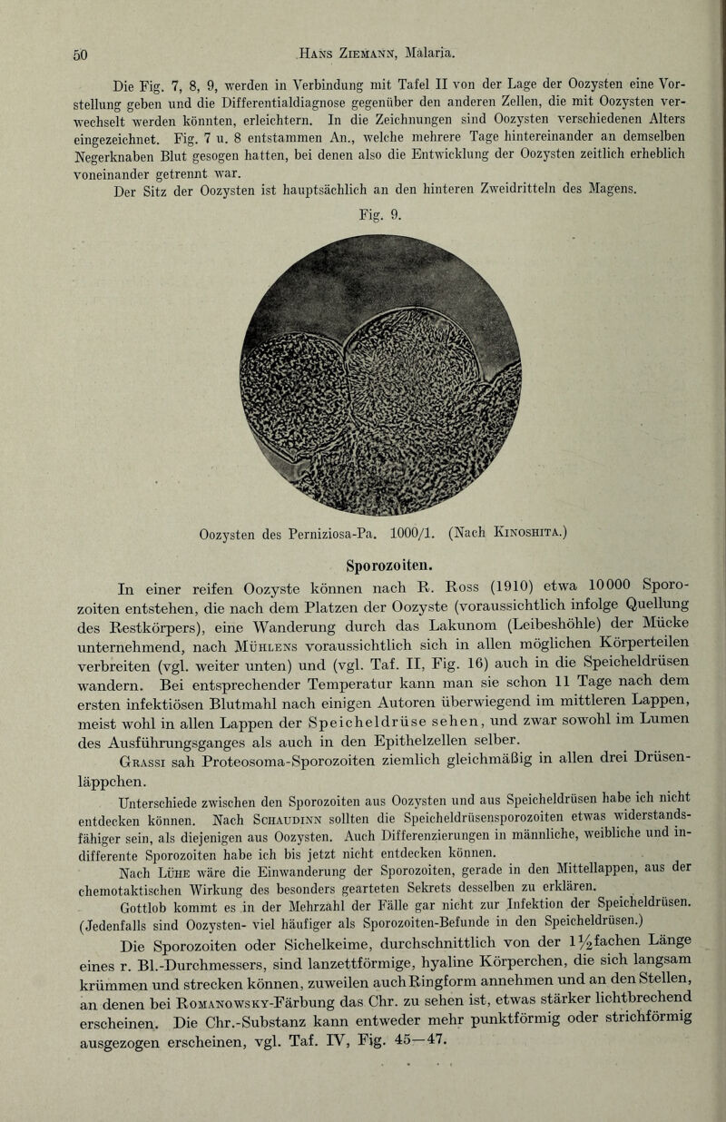 Die Fig. 7, 8, 9, werden in Verbindung mit Tafel II von der Lage der Oozysten eine Vor¬ stellung geben und die Differentialdiagnose gegenüber den anderen Zellen, die mit Oozysten ver¬ wechselt werden könnten, erleichtern. In die Zeichnungen sind Oozysten verschiedenen Alters eingezeichnet. Fig. 7 u. 8 entstammen An., welche mehrere Tage hintereinander an demselben Negerknaben Blut gesogen hatten, bei denen also die Entwicklung der Oozysten zeitlich erheblich voneinander getrennt war. Der Sitz der Oozysten ist hauptsächlich an den hinteren Zweidritteln des Magens. Fig. 9. Oozysten des Perniziosa-Pa. 1000/1. (Nach Kinoshita.) Sporozoiten. In einer reifen Oozyste können nach R. Ross (1910) etwa 10000 Sporo¬ zoiten entstehen, die nach dem Platzen der Oozyste (voraussichtlich infolge Quellung des Restkörpers), eine Wanderung durch das Lakunom (Leibeshöhle) der Mücke unternehmend, nach Mühlens voraussichtlich sich in allen möglichen Körperteilen verbreiten (vgl. weiter unten) und (vgl. Taf. II, Fig. 16) auch in die Speicheldrüsen wandern. Bei entsprechender Temperatur kann man sie schon 11 Tage nach dem ersten infektiösen Blutmahl nach einigen Autoren überwiegend im mittleren Lappen, meist wohl in allen Lappen der Speicheldrüse sehen, und zwar sowohl im Lumen des Ausführungsganges als auch in den Epithelzellen selber. Grassi sah Proteosoma-Sporozoiten ziemlich gleichmäßig in allen drei Drüsen¬ läppchen. Unterschiede zwischen den Sporozoiten aus Oozysten und aus Speicheldrüsen habe ich nicht entdecken können. Nach Schaudinn sollten die Speicheldrüsensporozoiten etwas widerstands¬ fähiger sein, als diejenigen aus Oozysten. Auch Differenzierungen in männliche, weibliche und in¬ differente Sporozoiten habe ich bis jetzt nicht entdecken können. Nach Lühe wäre die Einwanderung der Sporozoiten, gerade in den Mittellappen, aus der chemotaktischen Wirkung des besonders gearteten Sekrets desselben zu erklären. Gottlob kommt es in der Mehrzahl der Fälle gar nicht zur Infektion der Speicheldrüsen. (Jedenfalls sind Oozysten- viel häufiger als Sporozoiten-Befunde in den Speicheldrüsen.) Die Sporozoiten oder Sichelkeime, durchschnittlich von der 1/4fachen Länge eines r. Bl.-Durchmessers, sind lanzettförmige, hyaline Körperchen, die sich langsam krümmen und strecken können, zuweilen auchRingform annehmen und an den Stellen, an denen bei RomanowsKY-Färbung das Chr. zu sehen ist, etwas stärker lichtbrechend erscheinen. Die Chr.-Substanz kann entweder mehr punktförmig oder strichförmig ausgezogen erscheinen, vgl. Taf. IV, Fig. 45—47.