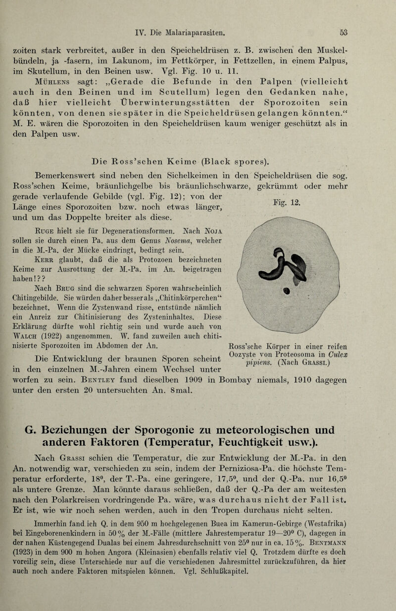 zoiten stark verbreitet, außer in den Speicheldrüsen z. B. zwischen den Muskel- bündeln, ja -fasern, im Lakunom, im Fettkörper, in Fettzellen, in einem Palpus, im Skutellum, in den Beinen usw. Vgl. Fig. 10 u. 11. Mühlens sagt: „Gerade die Befunde in den Palpen (vielleicht auch in den Beinen und im Scutellum) legen den Gedanken nahe, daß hier vielleicht Überwinterungsstätten der Sporozoiten sein könnten, von denen sie später in die Speicheldrüsen gelangen könnten.“ M. E. wären die Sporozoiten in den Speicheldrüsen kaum weniger geschützt als in den Palpen usw. Fig. 12. Die Ross’schen Keime (Black spores). Bemerkenswert sind neben den Sichelkeimen in den Speicheldrüsen die sog. Ross’schen Keime, bräunlichgelbe bis bräunlichschwarze, gekrümmt oder mehr gerade verlaufende Gebilde (vgl. Fig. 12); von der Länge eines Sporozoiten bzw. noch etwas länger, und um das Doppelte breiter als diese. Rüge hielt sie für Degenerationsformen. Nach Noja sollen sie durch einen Pa. aus dem Genus Nosema, welcher in die M.-Pa. der Mücke eindringt, bedingt sein. Kerr glaubt, daß die als Protozoen bezeichneten Keime zur Ausrottung der M.-Pa. im An. beigetragen haben!? ? Nach Brug sind die schwarzen Sporen wahrscheinlich Chitingebilde. Sie würden daher besser als „Chitinkörperchen“ bezeichnet. Wenn die Zystenwand risse, entstünde nämlich ein Anreiz zur Chitinisierung des Zysteninhaltes. Diese Erklärung dürfte wohl richtig sein und wurde auch von Walch (1922) angenommen. W. fand zuweilen auch chiti- nisierte Sporozoiten im Abdomen der An. Die Entwicklung der braunen Sporen scheint in den einzelnen M.-Jahren einem Wechsel unter worfen zu sein. Bentley fand dieselben 1909 in Bombay niemals, 1910 dagegen unter den ersten 20 untersuchten An. 8mal. Ross’sche Körper in einer reifen Oozyste von Proteosoma in Culex yi^iens. (Nach Grassi.) G. Beziehungen der Sporogonie zu meteorologischen und anderen Faktoren (Temperatur, Feuchtigkeit usw.). Nach Grassi schien die Temperatur, die zur Entwicklung der M.-Pa. in den An. notwendig war, verschieden zu sein, indem der Perniziosa-Pa. die höchste Tem¬ peratur erforderte, 18°, der T.-Pa. eine geringere, 17,5°, und der Q.-Pa. nur 16,5° als untere Grenze. Man könnte daraus schließen, daß der Q.-Pa der am weitesten nach den Polarkreisen vordringende Pa. wäre, was durchaus nicht der Fall ist. Er ist, wie wir noch sehen werden, auch in den Tropen durchaus nicht selten. Immerhin fand ich Q. in dem 950 m hochgelegenen Buea im Kamerun-Gebirge (Westafrika) bei Eingeborenenkindern in 50 % der M.-Fälle (mittlere Jahrestemperatur 19—20° C), dagegen in der nahen Küstengegend Dualas bei einem Jahresdurchschnitt von 25° nur in ca. 15%. Bentmann (1923) in dem 900 m hohen Angora (Kleinasien) ebenfalls relativ viel Q. Trotzdem dürfte es doch voreilig sein, diese Unterschiede nur auf die verschiedenen Jahresmittel zurückzuführen, da hier auch noch andere Faktoren mitspielen können. Vgl. Schlußkapitel.