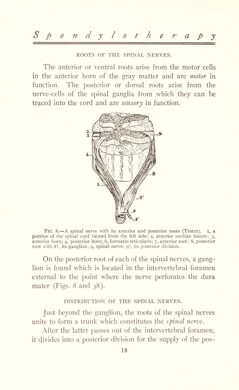 ROOTS OF THE SPINAL NERVES. The anterior or ventral roots arise from the motor cells in the anterior horn of the gray matter and are motor in function. The posterior or dorsal roots arise from the nerve-cells of the spinal ganglia from which they can be traced into the cord and are sensory in function. Fig. 8.—A spinal nerve with its anterior and posterior roots (Testut). x, a portion of the spinal cord viewed from the left side; 2, anterior median fissure; 3, anterior horn; 4, posterior horn; 6, formatio reticularis; 7, anterior root; 8, posterior root with 81, its ganglion; 9, spinal nerve; 91, its posterior division. On the posterior root of each of the spinal nerves, a gang¬ lion is found which is located in the intervertebral foramen external to the point where the nerve perforates the dura mater (Figs. 8 and 38). DISTRIBUTION OF THE SPINAL NERVES. Just beyond the ganglion, the roots of the spinal nerves unite to form a trunk which constitutes the spinal nerve. After the latter passes out of the intervertebral foramen, it divides into a posterior division for the supply of the pos-