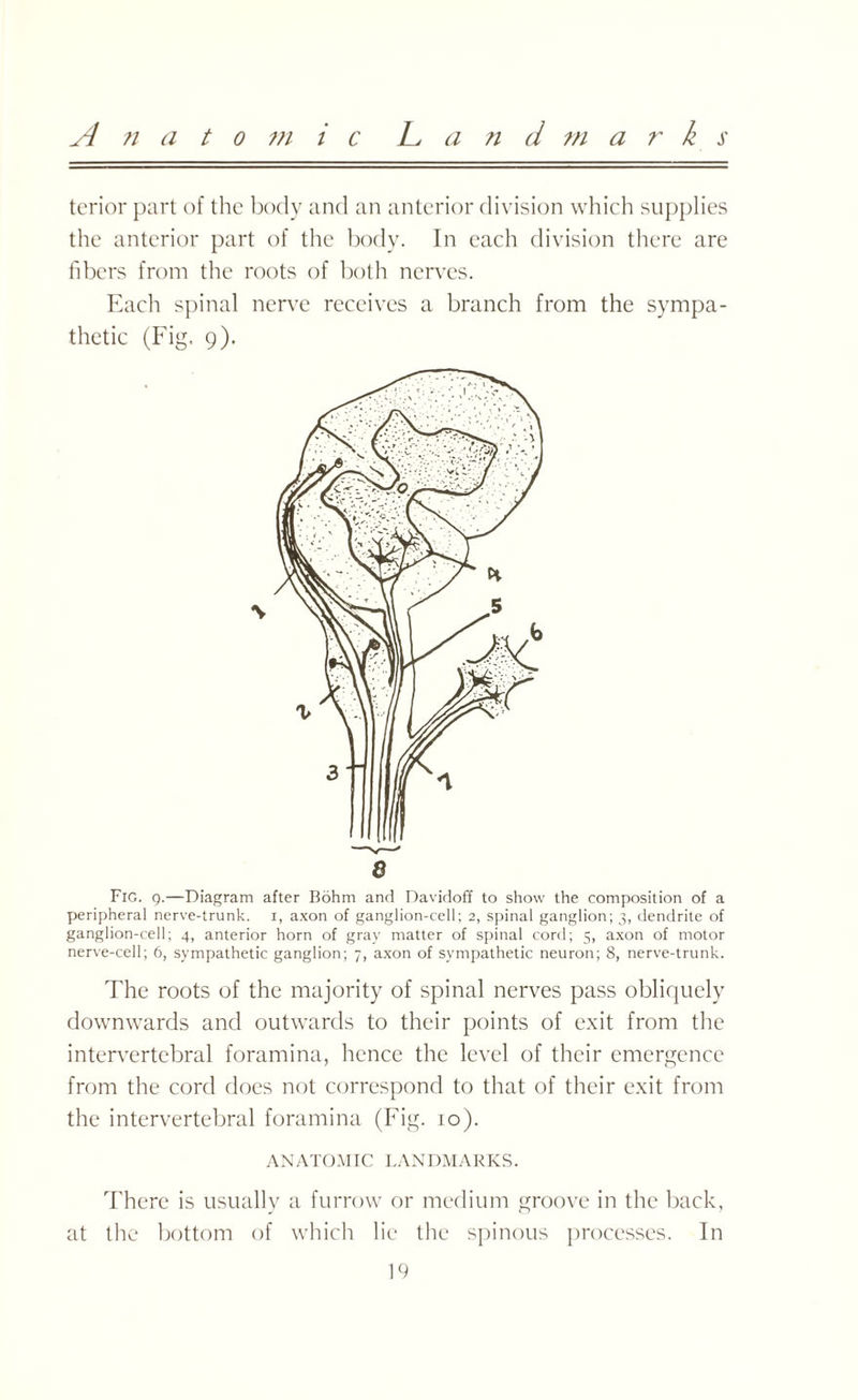 Anatomic ha n d m arks tcrior part of the body and an anterior division which supplies the anterior part of the body. In each division there are fibers from the roots of both nerves. Each spinal nerve receives a branch from the sympa¬ thetic (Fig. 9). Fig. 9.—Diagram after Bohm and Davidoff to show the composition of a peripheral nerve-trunk. 1, axon of ganglion-cell; 2, spinal ganglion; 3, dendrite of ganglion-cell; 4, anterior horn of gray matter of spinal cord; g, axon of motor nerve-cell; 6, sympathetic ganglion; 7, axon of sympathetic neuron; 8, nerve-trunk. The roots of the majority of spinal nerves pass obliquely downwards and outwards to their points of exit from the intervertebral foramina, hence the level of their emergence from the cord does not correspond to that of their exit from the intervertebral foramina (Fig. io). ANATOMIC LANDMARKS. There is usually a furrow or medium groove in the back, at the bottom of which lie the spinous processes. In