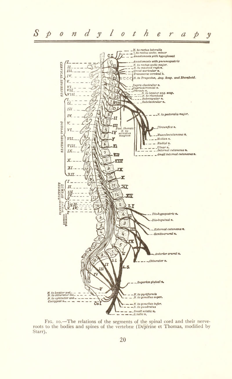 ~A. to rectus lateralis ~4.IL to rectus antic, minor — Anastomosis \olth hypoglossal _ _ Anastomosis with pneumogastric _A'. to rectus antic.major. . ~,N. to mastoid region. . ~iGreat auricular n. -llransvcrsc cervical n. £1JV. to Trapezius, Ang. Scap. and Rhon}botd. JSupra clavicular n. ~^pupra-acromial n. -Phrenic n. _N. to levator ang. scap. ___lAf. to rhomboid _Subscapular n. ~Subclavicular n. — -.AT. topeetoralis major. jCircumflex n. . ~Musculo-cutaneous n. Median n. . .Radial n. ~Ulnar n. _ .Internal cutaneous n, _ Small internal cutaneous n. Iliohypogastric ru llio-lnguinal n. _ External cutaneous «. - - Qenlto-crurol n. Anterior crural n. .Obturator n. If. to levator ant.-— A. to obturator <ni- — - A. to ophincter anl- — Coccygeal . _ Superior gluteal ru Af. to pyriformts ,N- to gemellus super• A. to gemellus infer. A. to guadratus Small sciatic n, .S.iatic n. Fig. 10.—The relations of the segments of the spinal cord and their nerve- roots to the bodies and spines of the vertebra; (Dejerine et Thomas, modified bv Starr).