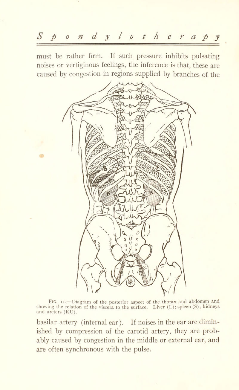 must be rather firm. If such pressure inhibits pulsating noises or vertiginous feelings, the inference is that, these are caused by congestion in regions supplied by branches of the Fig. ii.—Diagram of the posterior aspect of the thorax and abdomen and showing the relation of the viscera to the surface. Liver (L); spleen (S); kidneys and ureters (KU). basilar artery (internal ear). If noises in the ear are dimin¬ ished by compression of the carotid artery, they are prob¬ ably caused by congestion in the middle or external ear, and are often synchronous with the pulse.