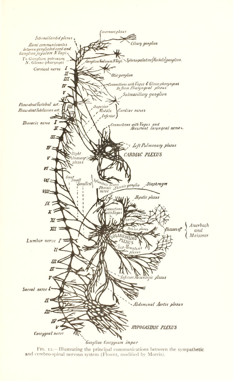 IntrrnalCarvtidplexus Kami com muni (antes between gangliutcd cord and Ganglion jugu/are N. Vagi To Ganglion pctrosum N. Glosso-phargngei Cervical nerve I II m P/aus aboutVerlelral art. Plexus aleut Subclavian art. Thoracic nerve I 1C Cavernous plexu s xCiliary ganglion r Ganglion Codo sum llVagi. \ Sphcno-palatineftlcrM sjgangl/on ■pConnections with lupus £ G/osso phargngtal toform Chary agcal plexus r.Submaritlary ganglion Superior | ^ Middle \Cardiac neroes /JnJerwrf * Connections with Vagus and /tecurrent laryngeal nerve*. 'p left Pulmonary plexus CARDIAC PLEXUS jlI(,tie ganglia /Diaphragm Hepatic plexus pauses of Coccygeal nerve 'InferiorMesenteric plexus '' Abdominal Aortic plexus HYPOGASTRIC PLEXUS Ganglion Coccggeum impar Auerbach and M eissner Fig. 12.—Illustrating the principal communications between the sympathetic and cerebro-spinal nervous system (Flower, modified bv Morris).