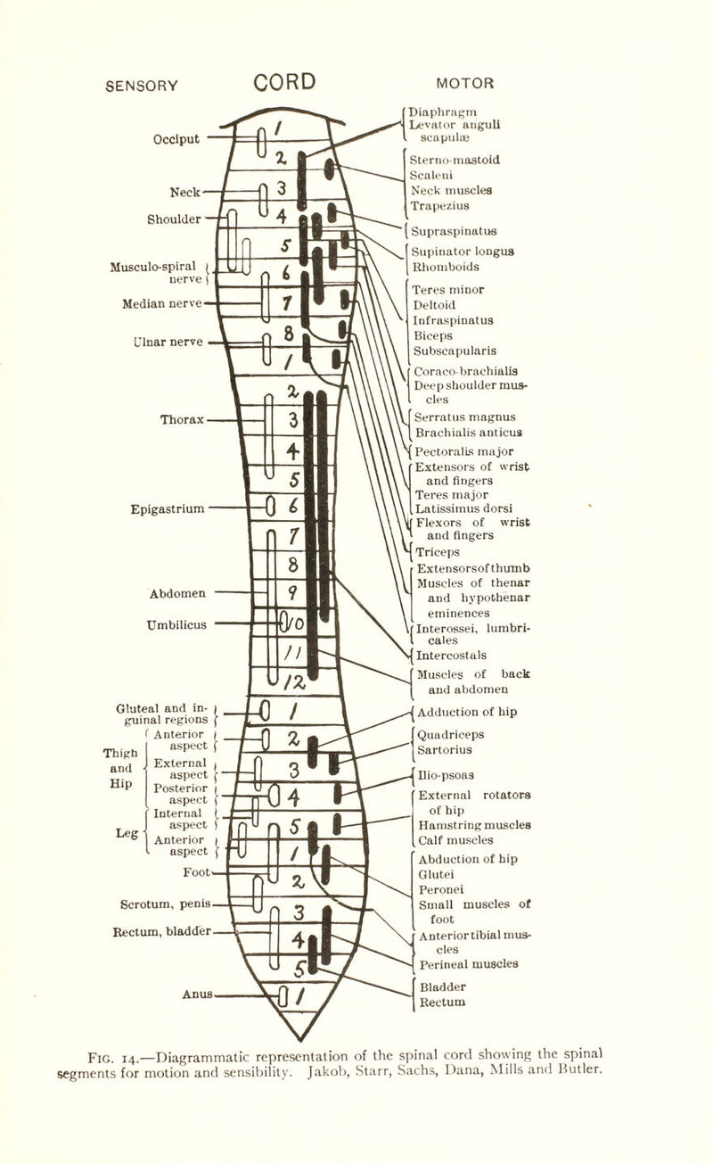 SENSORY CORD MOTOR Occiput Neck Shoulder -Hi u4 Musculo-spiral | nerve j Median nerve- Ulnar nerve Thorax - Epigastrium ■ Abdomen Umbilicus Gluteal and in¬ guinal regions f Anterior aspect External aspect Posterior aspect Internal aspect Anterior aspect Thigh and Hip Leg rrus 8 ^ X, 8 n\ /V -0 / Foot* Scrotum, penis- Rectum, bladder- Anus- vO/ [ Diaphragm I Levator anguli scapulm Sterno-mastoid Scaleni Neck muscles Trapezius Supraspinatus Supinator longus Rhomboids Teres minor Deltoid Infraspinatus Biceps Subscapularis Coraco brachialis Deep shoulder mus¬ cles Serratus magnus Brachialis anticus PectoralLs major Extensors of wrist and fingers Teres major Latissimus dorsi Flexors of wrist and fingers I Triceps Extensorsof thumb Muscles of thenar and hypothenar eminences Interossei, lumbri- cales Intercostals Muscles of back and abdomen (Adduction of hip (Quadriceps Sartorius Ilio-psoas External rotators of hip Hamstring muscles Calf muscles Abduction of hip Glutei Peronei Small muscles of foot Anterior tibial mus¬ cles Perineal muscles [ Bladder Rectum Fig. 14.—Diagrammatic representation of the spinal cord showing the spinal segments for motion and sensibility. Jakob, Starr, Sachs, Dana, Mills and Butler.